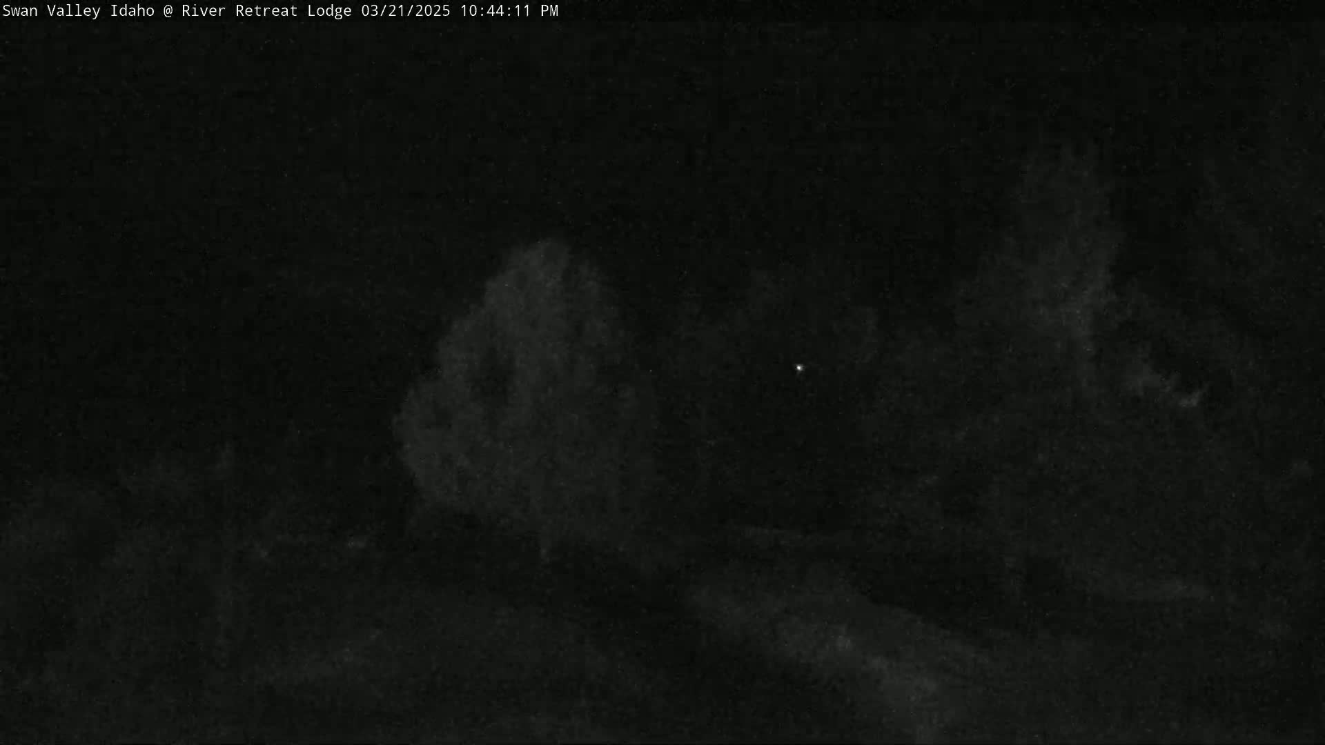 A nighttime, low-light outdoor image shows dark trees and foliage under a mostly clear sky.