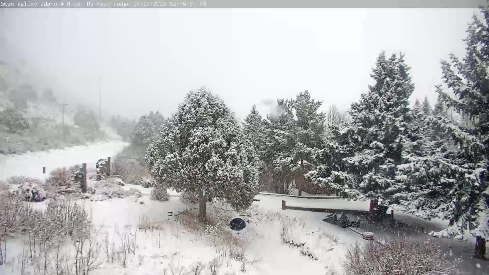 Snow falls on a snow-covered landscape of evergreen trees and shrubs.