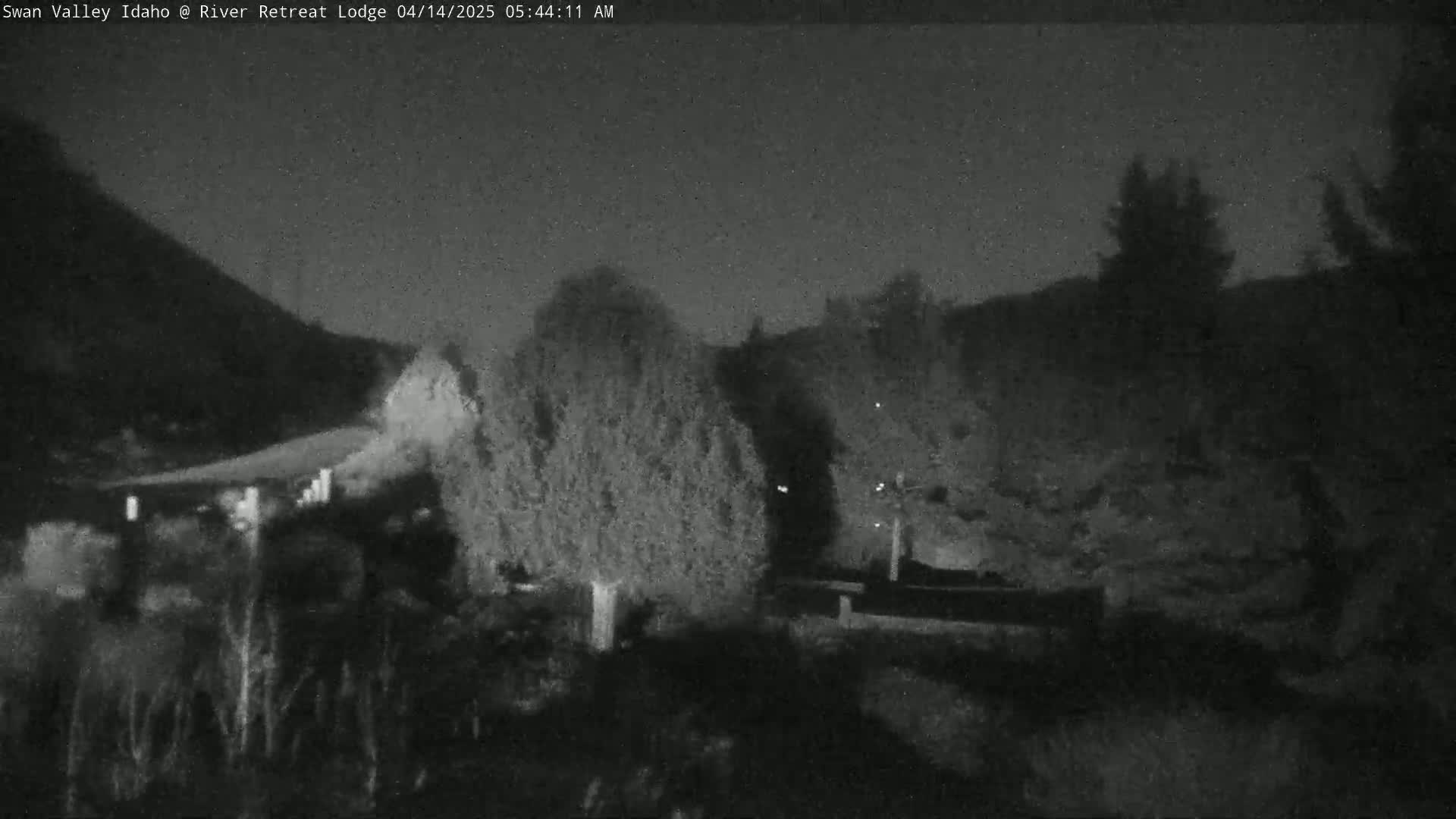 A nighttime, low-light view of a landscape showing dark trees and shrubs under a mostly clear night sky.
