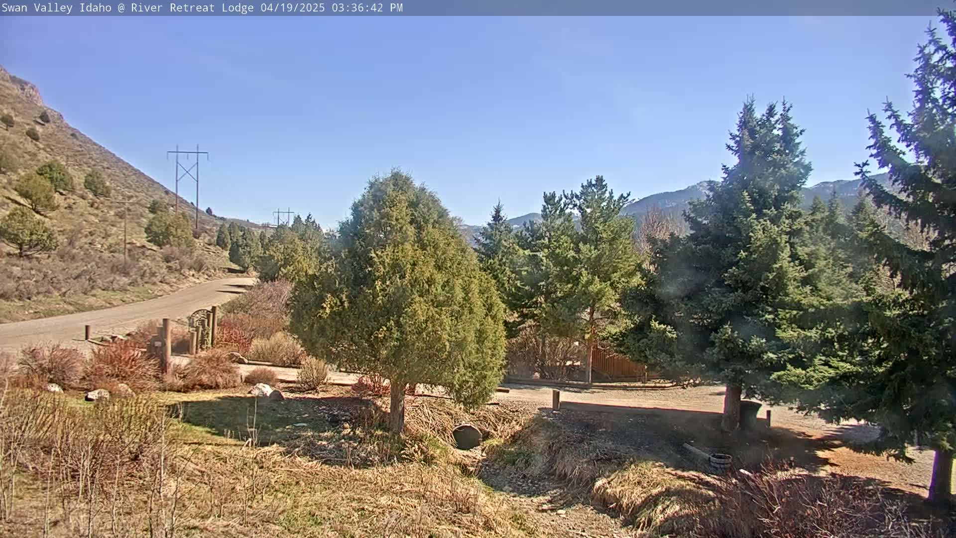 A paved road winds through a landscape of evergreen trees and dry, brown grass under a clear blue sky.