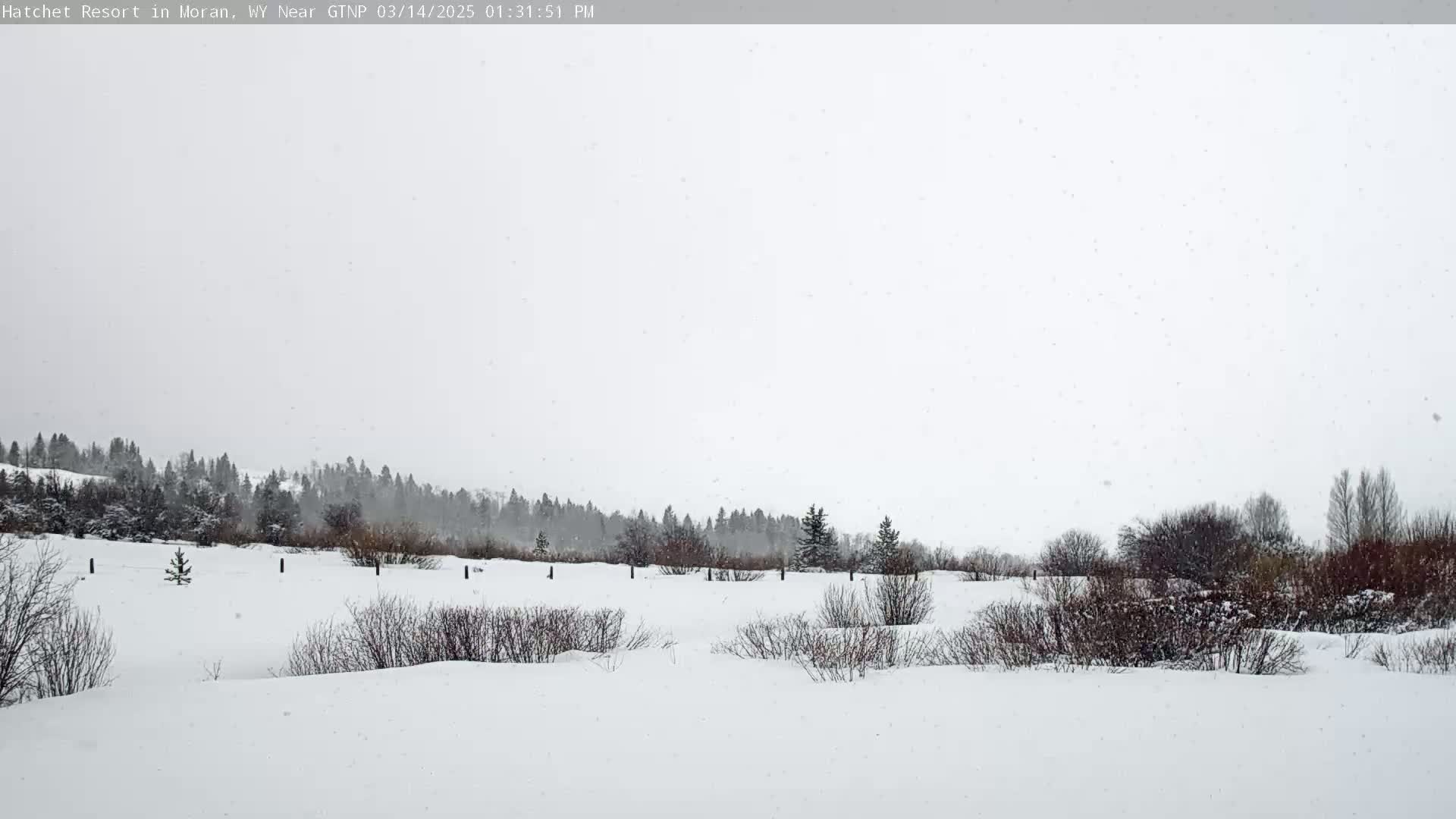 A snow-covered landscape with a line of trees in the background under a lightly falling snow.