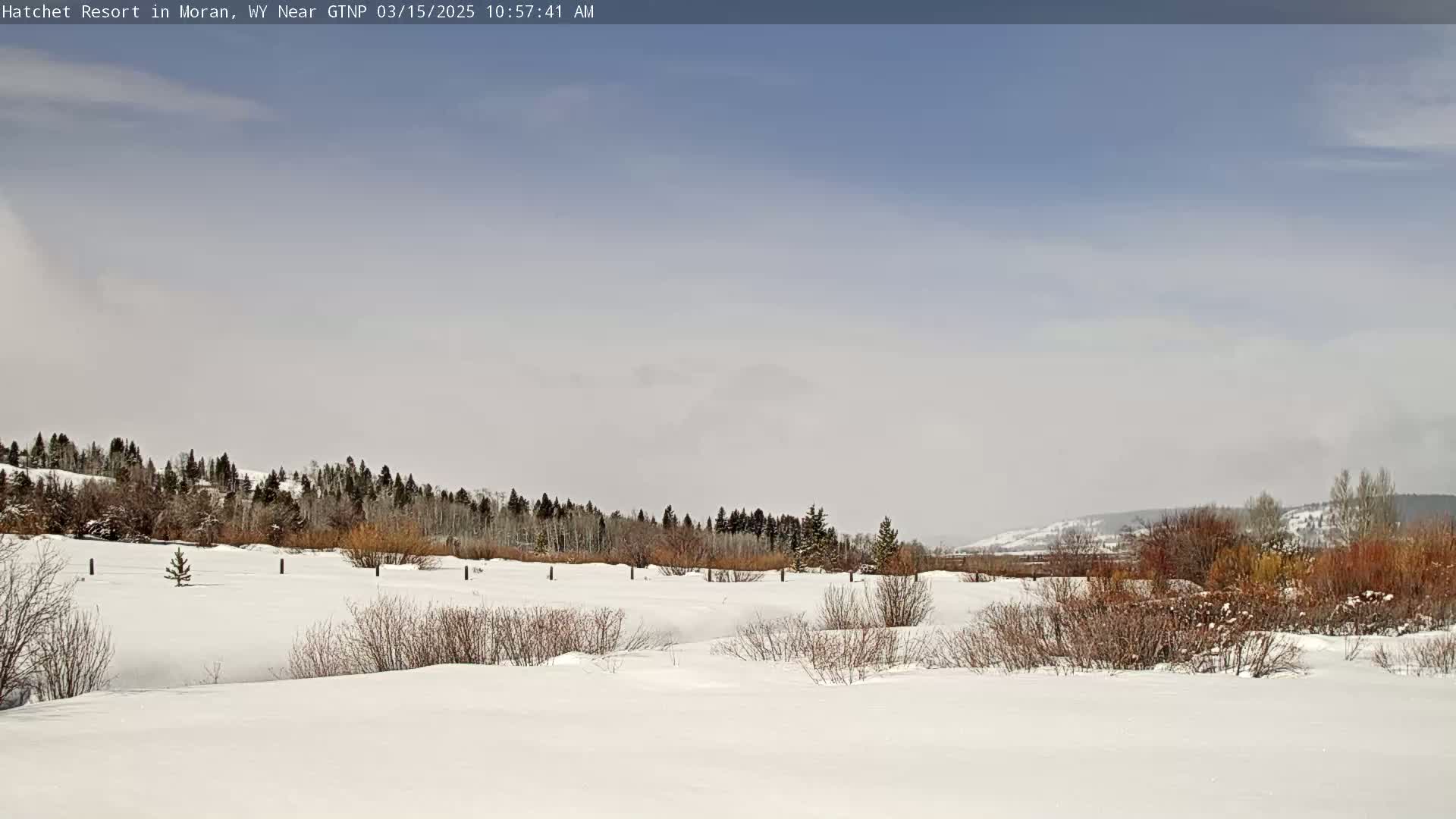 A snow-covered field with leafless shrubs and a line of evergreens in the background under a mostly clear, pale blue sky.