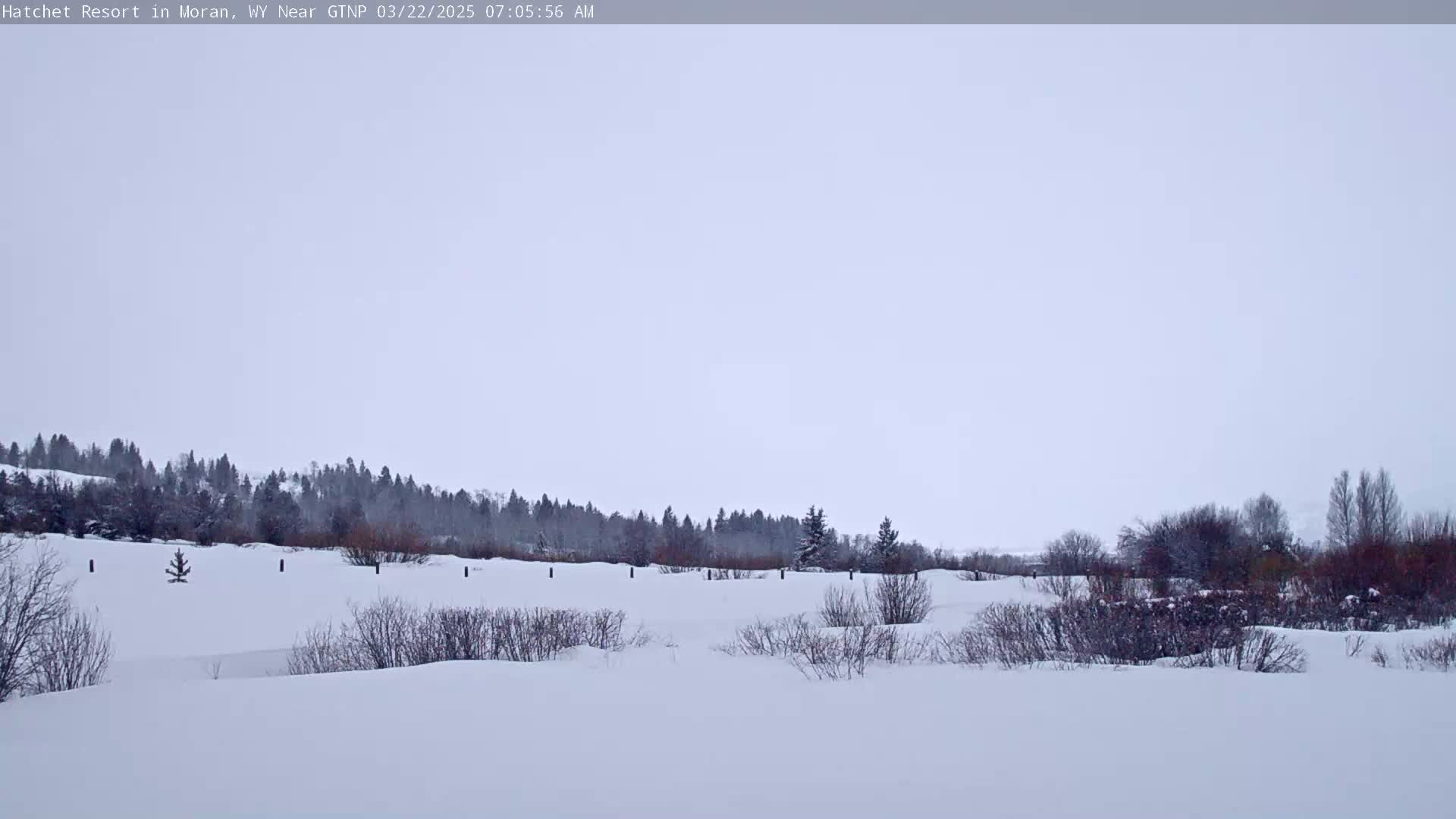 A snow-covered landscape features a line of dark evergreen trees in the distance under a light gray sky.