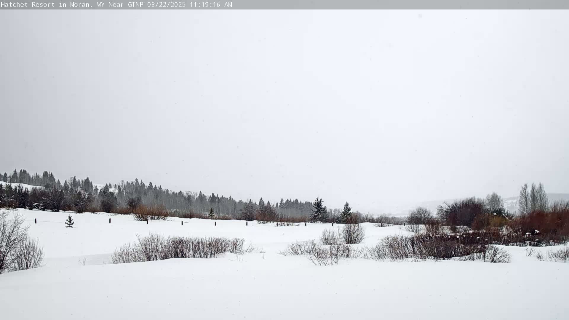 A snow-covered landscape with a line of trees in the background under a lightly snowing sky.