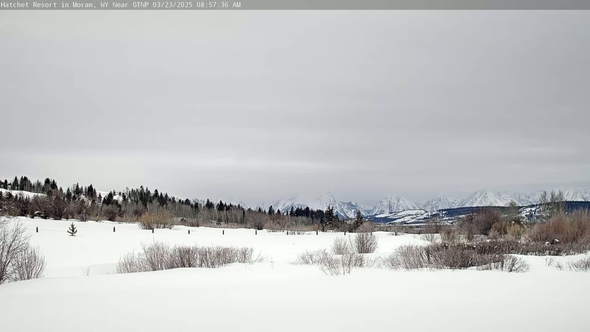 A snow-covered landscape with leafless shrubs and a line of trees in the middle ground, leading to snow-capped mountains under an overcast sky.