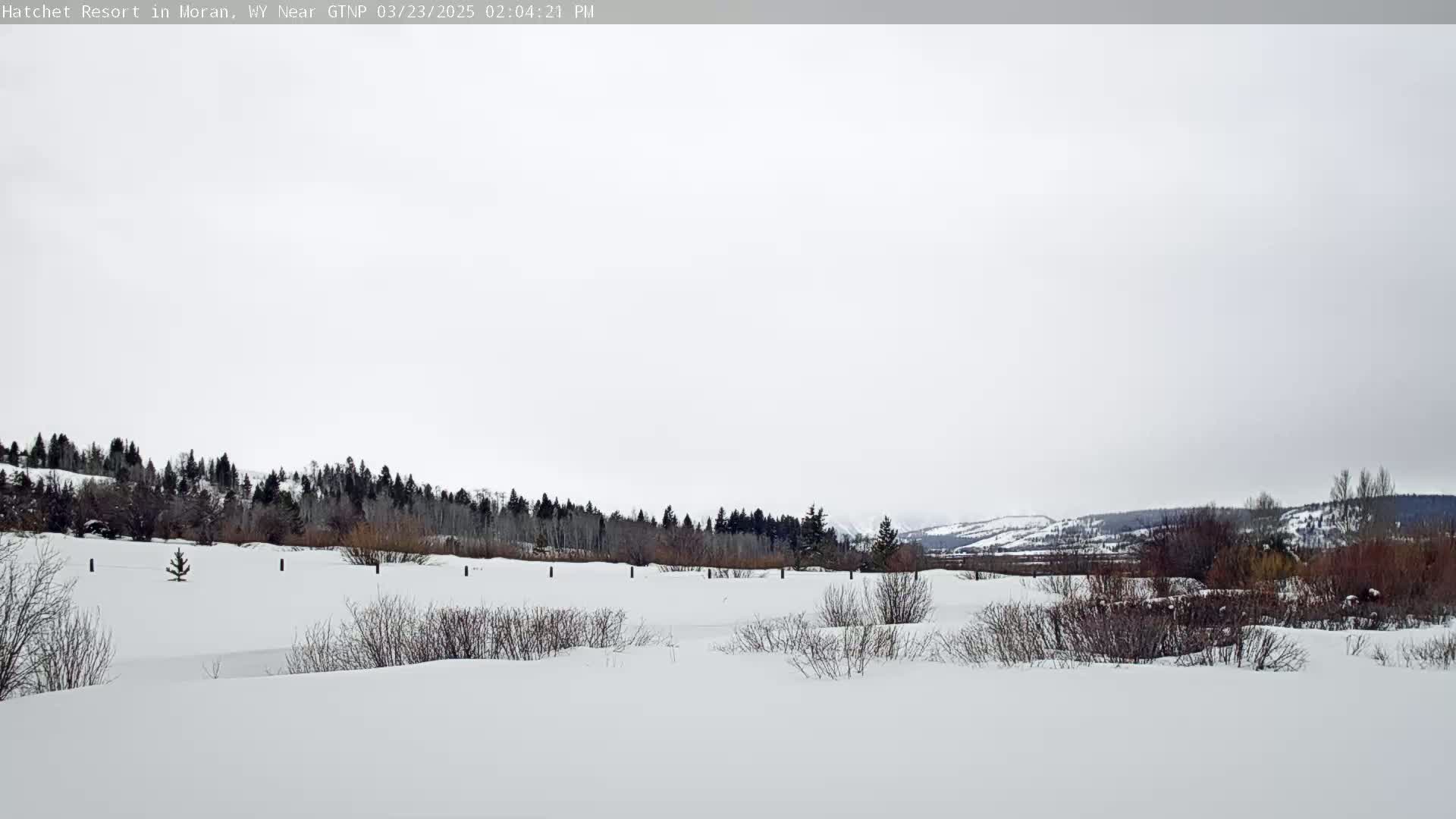 A snow-covered landscape features a line of evergreen trees in the background under a cloudy, overcast sky.