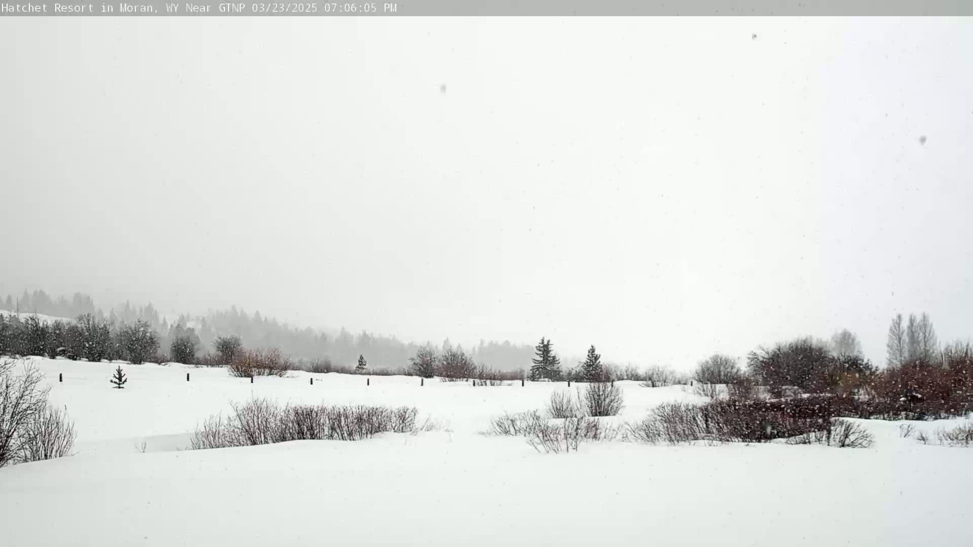 A snow-covered landscape with bare bushes and a line of trees in the background during a light snowfall.