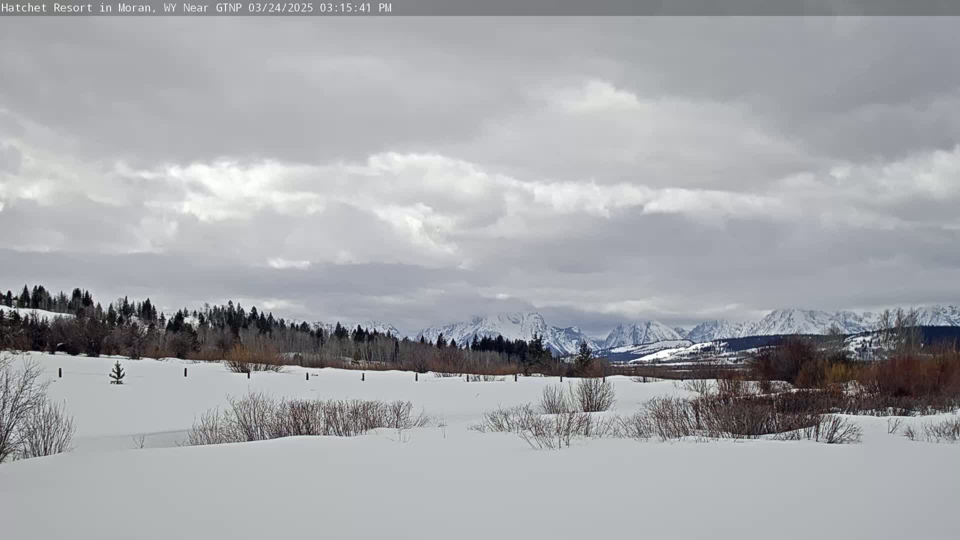 A snow-covered landscape with leafless shrubs and a line of dark evergreens stretches before a range of snow-capped mountains under a cloudy sky.