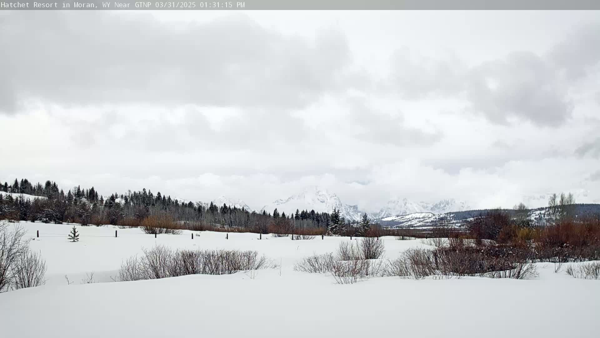 A snow-covered field with low shrubs and a line of evergreen trees in the distance, under a cloudy sky, features snow-capped mountains in the background.