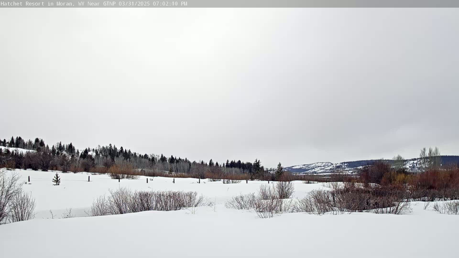A snow-covered landscape with leafless shrubs and a line of dark evergreen trees in the background under an overcast sky.