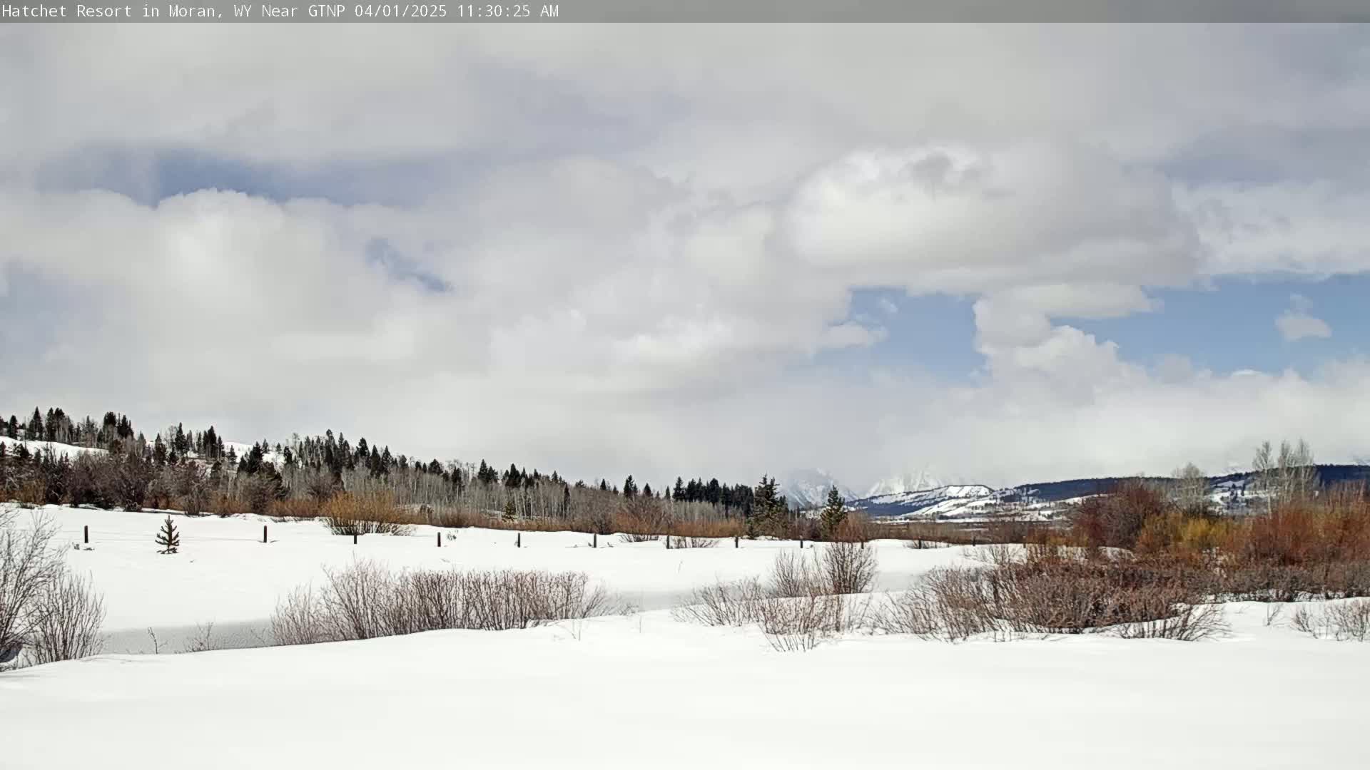 A snow-covered landscape with sparse, brown shrubs and a line of evergreen trees in the background under a partly cloudy sky.