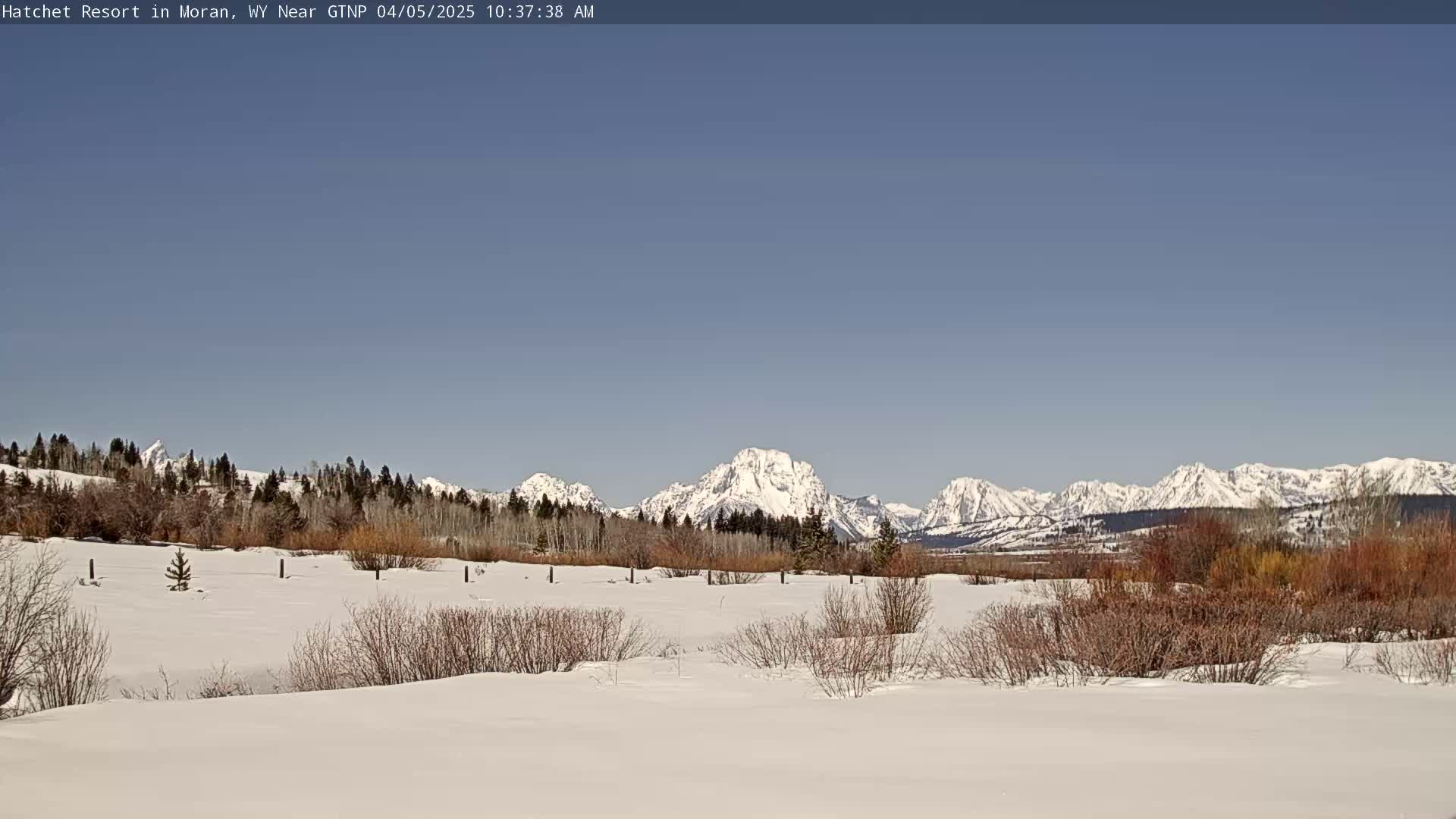 A snow-covered field with sparse, low shrubs and trees in the foreground, overlooks a line of snow-capped mountains under a clear, blue sky.