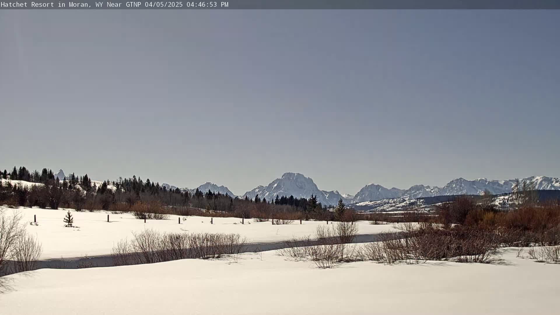 A snow-covered field with bare bushes and trees in the foreground, a line of dark evergreens in the middle ground, and snow-capped mountains under a clear, pale sky in the background.