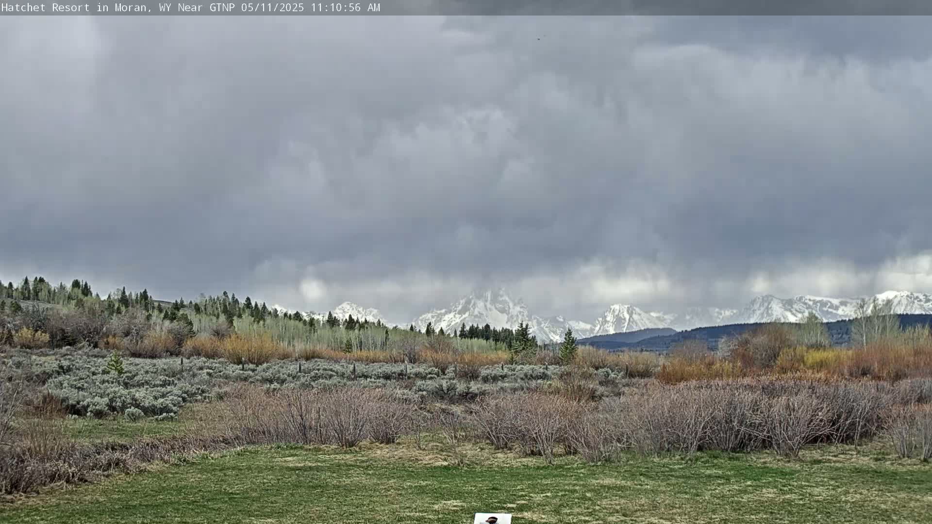 A snow-capped mountain range is visible in the distance under a cloudy sky, beyond a field of low-lying shrubs and grasses.