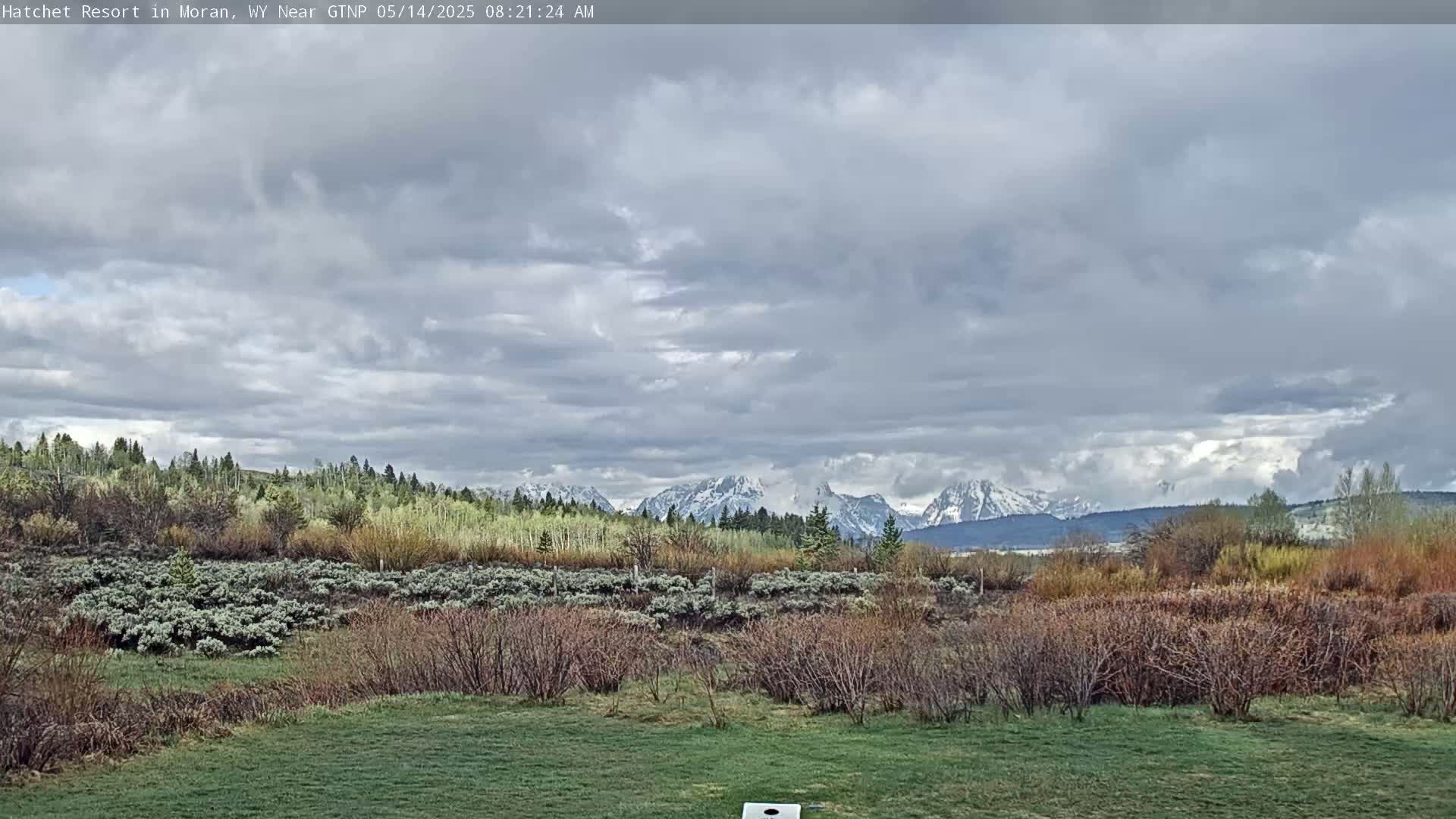 A grassy field with low bushes and trees in the foreground overlooks snow-capped mountains under a mostly cloudy sky.