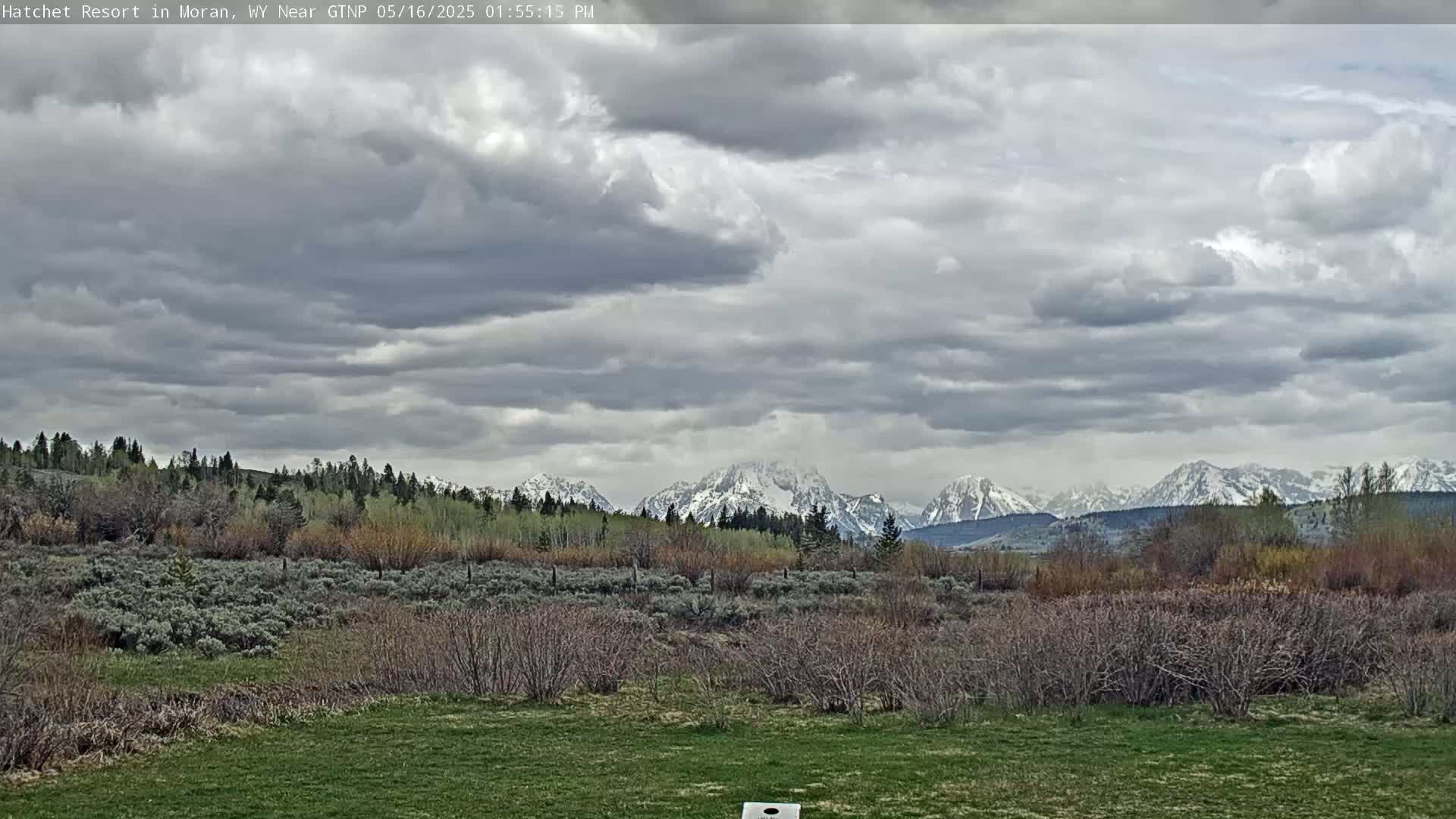 A grassy field with low shrubs and trees stretches toward a line of snow-capped mountains under a cloudy sky.