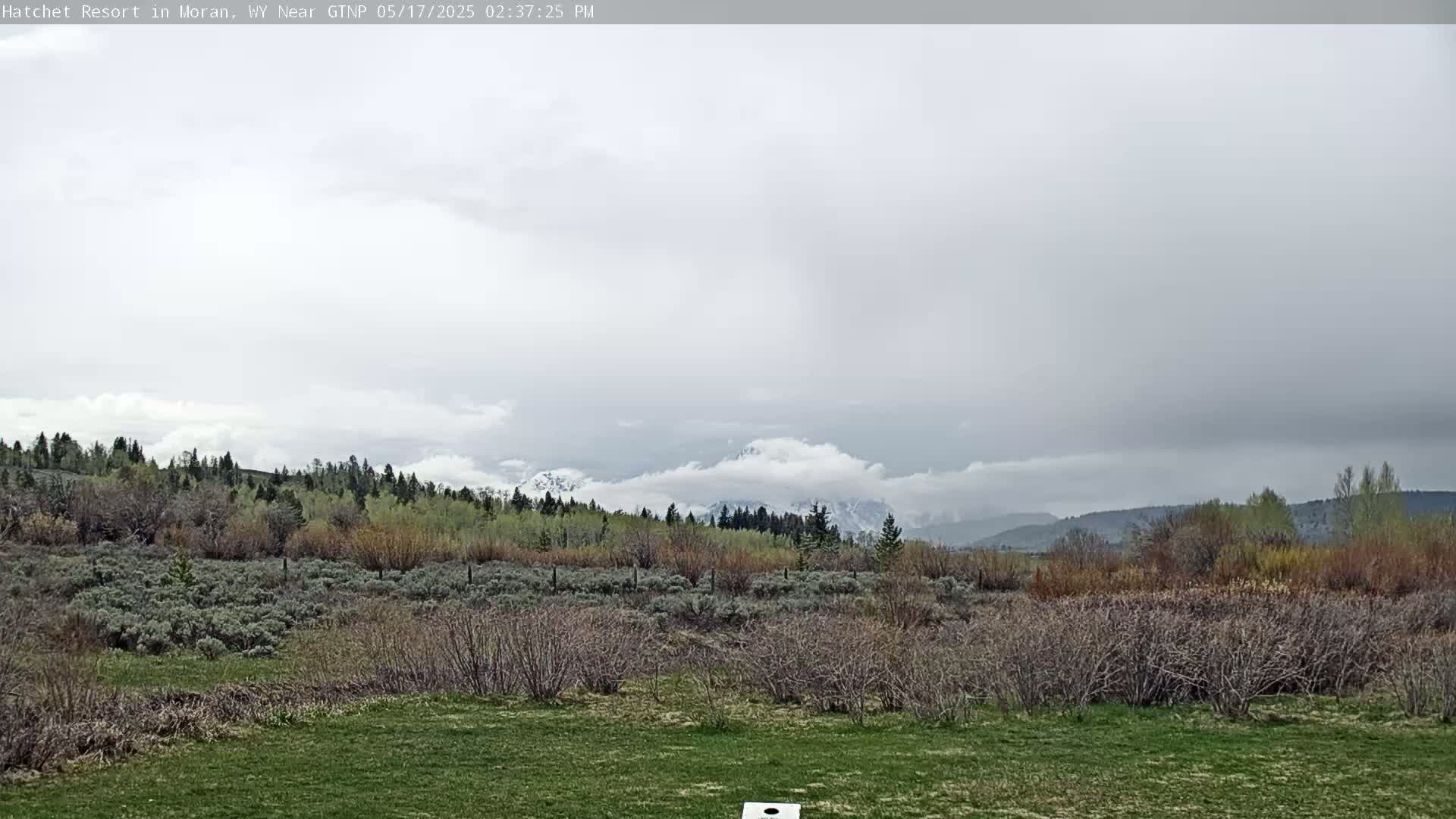A grassy field with low shrubs and trees stretches to a line of taller evergreens, beyond which snow-capped mountains are partially obscured by clouds under an overcast sky.