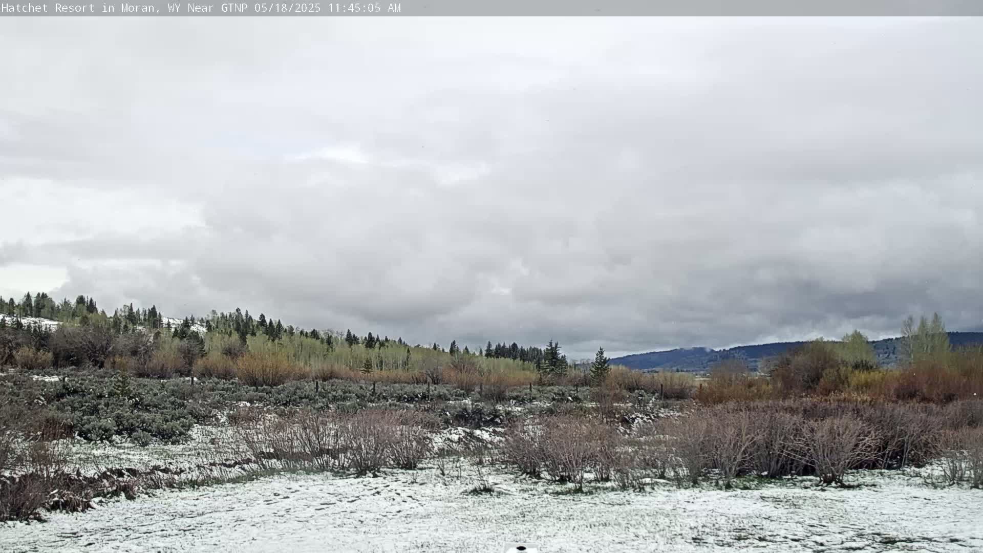 A snow-dusted landscape of low shrubs and a line of evergreen trees under a cloudy sky.