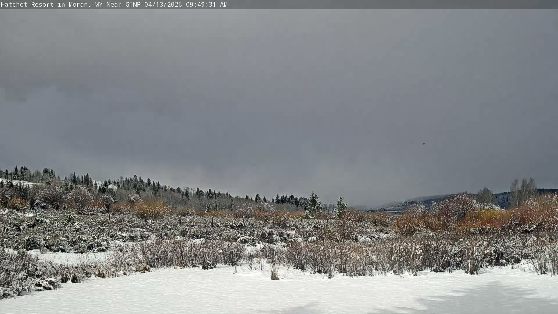 The image depicts a dark, snowy landscape with obscured trees and brush in the distance, under an overcast sky with falling snow and low visibility during the early morning.