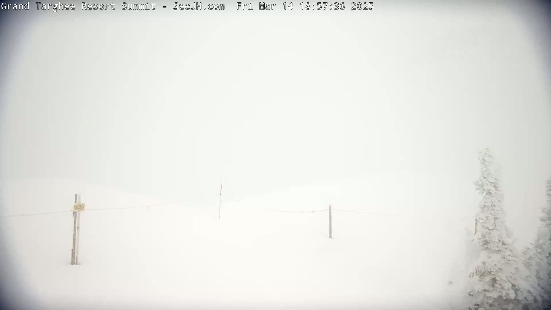A snow-covered landscape is visible under heavy, white, snowy conditions, with a few snow-covered trees and thin wire fences in the distance.
