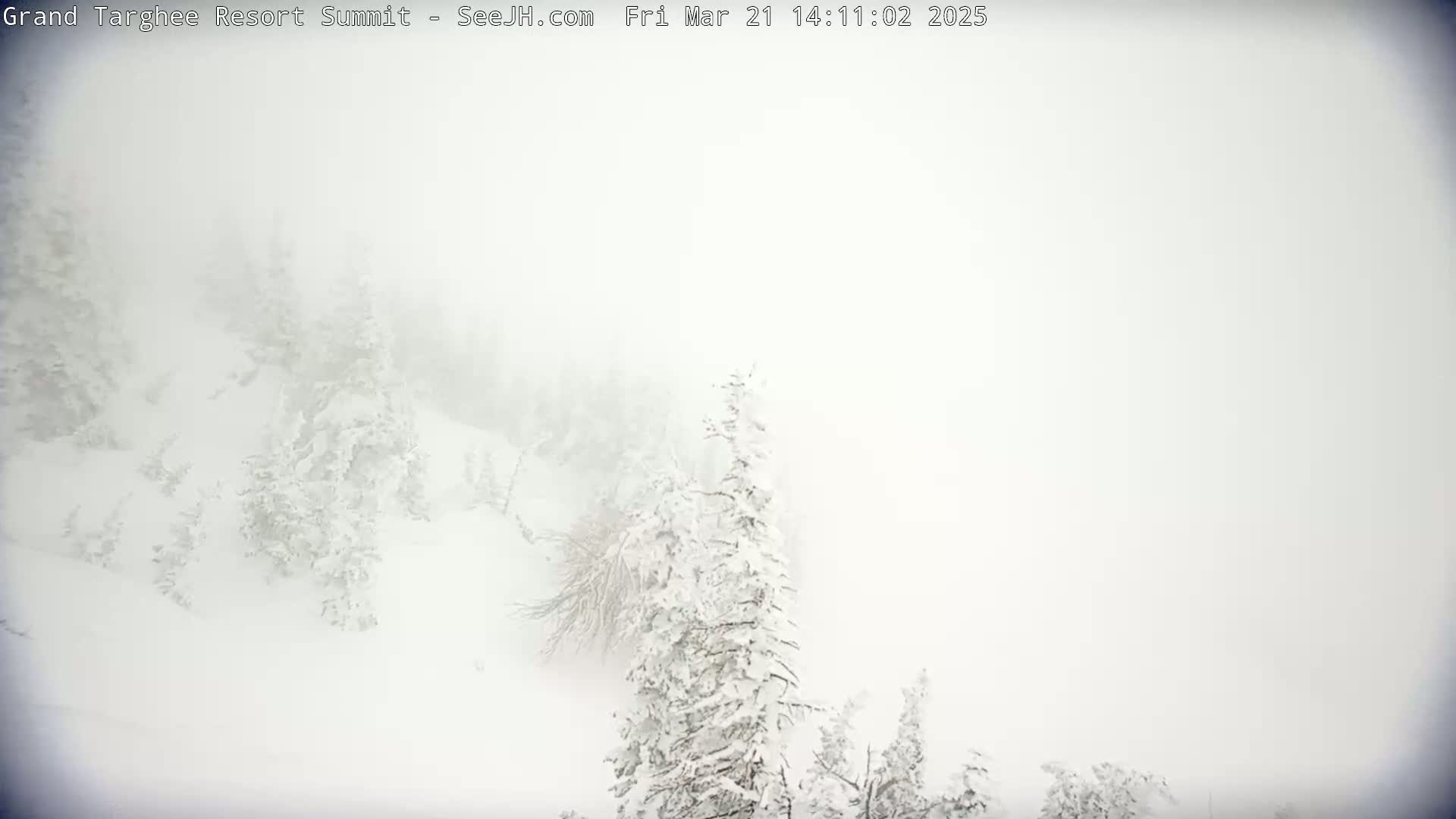 Snow-covered trees are barely visible in a thick, white fog.