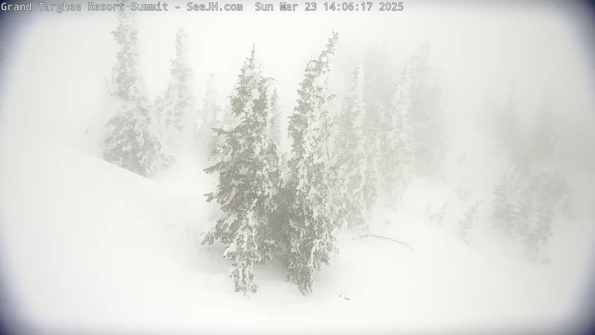 Snow-covered evergreen trees are partially obscured by heavy snow in a blizzard-like condition.