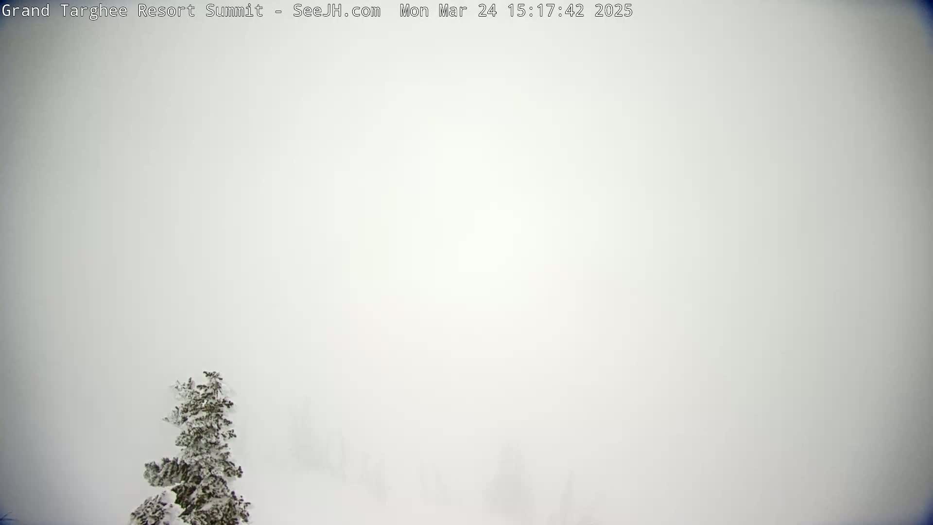 A snow-covered evergreen tree is visible in the foreground, with a hazy, white, snowy landscape extending to the horizon under heavy overcast conditions.