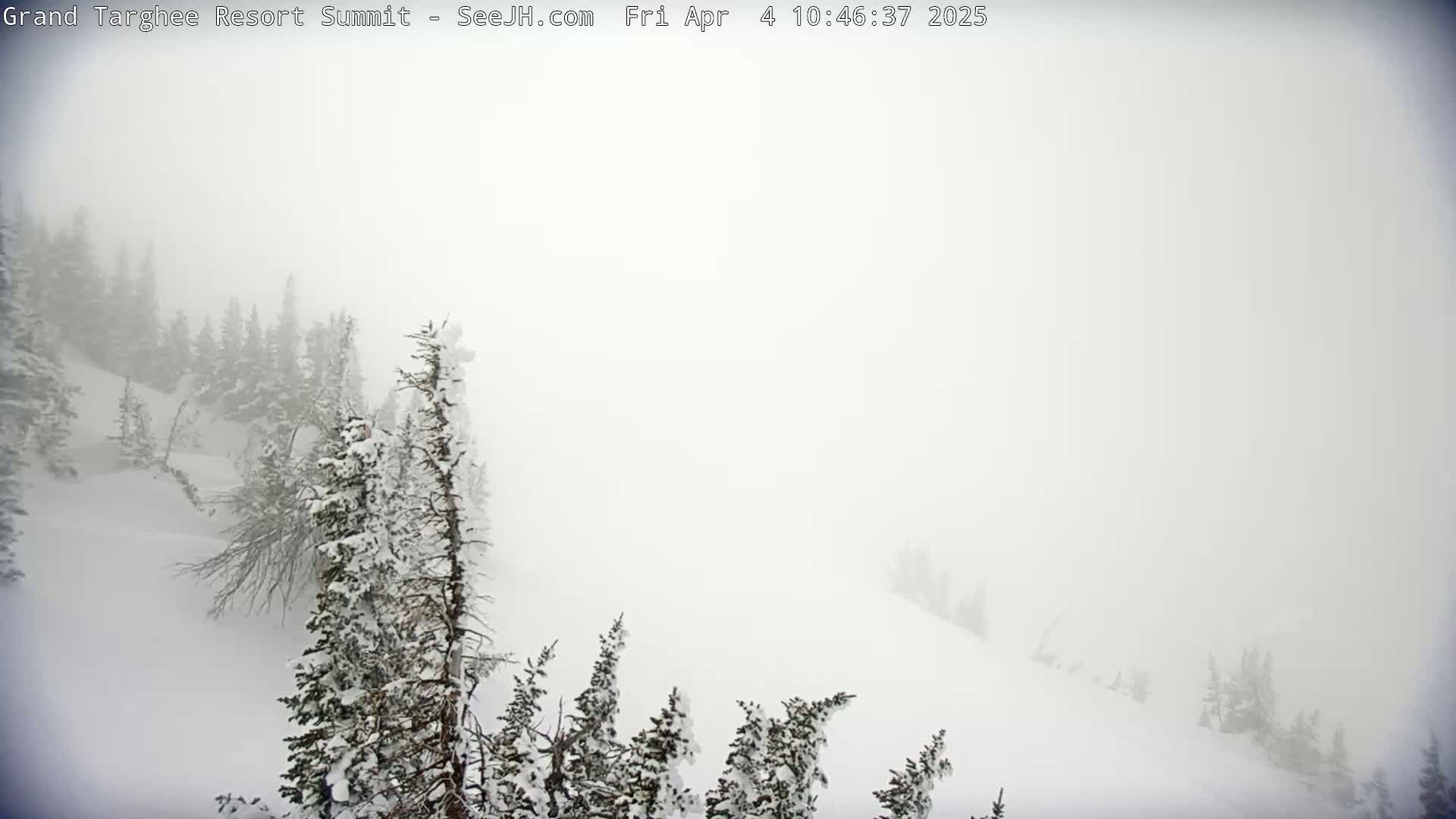 Snow-covered evergreen trees are partially visible through heavy snow and fog on a snowy mountain slope.