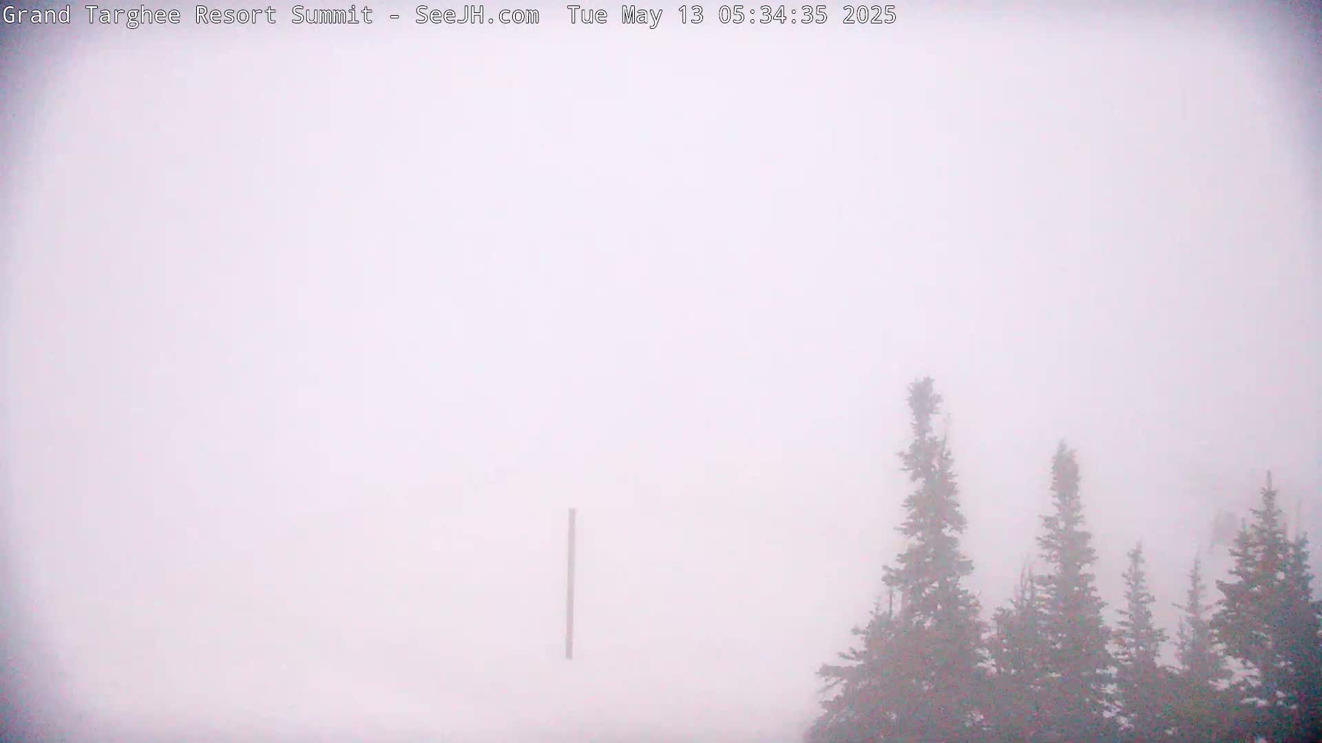 A tall, thin pole stands in the foreground, partially obscured by dense fog that envelops a stand of evergreen trees in the background.