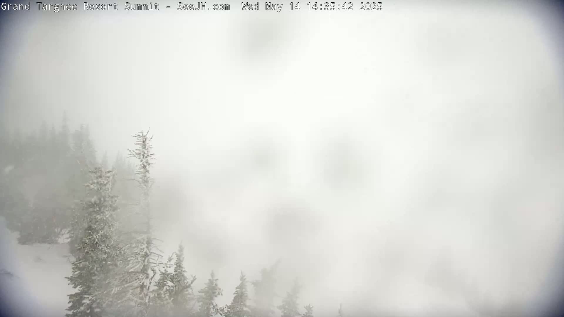 Snow-covered evergreen trees are partially obscured by heavy fog or blowing snow.