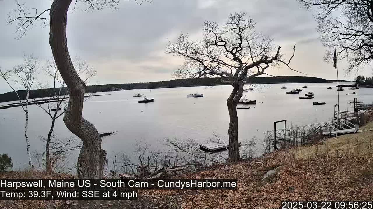 A calm bay with numerous small boats is viewed from a shoreline with bare trees and a wooden dock under an overcast sky.