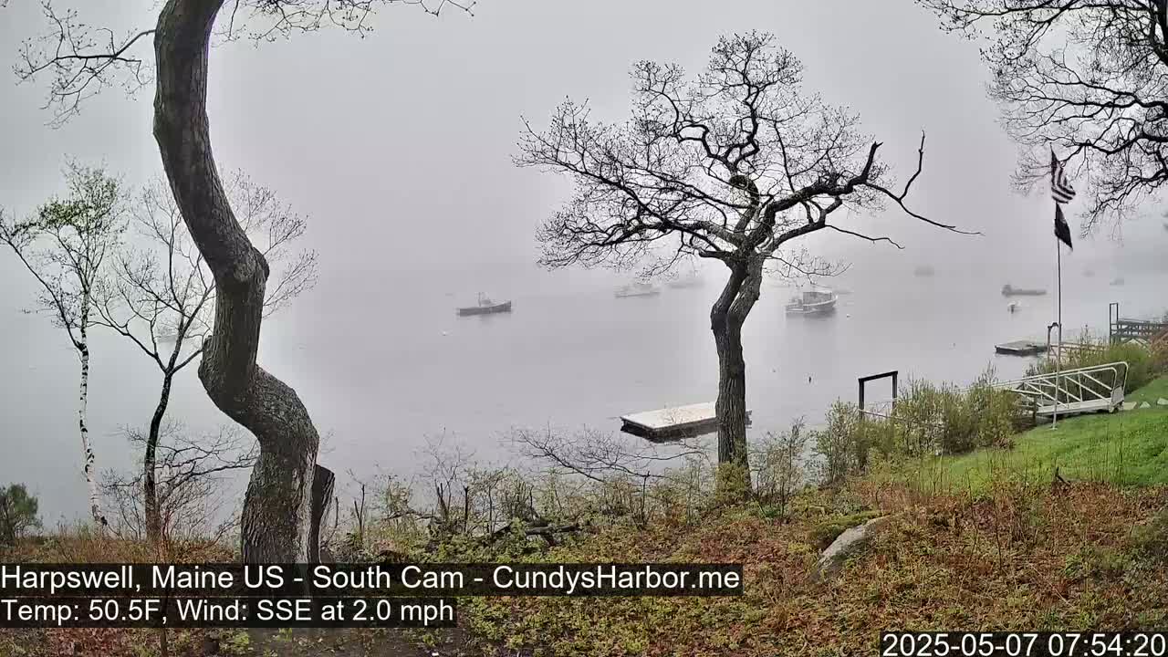 Several boats are moored in a foggy harbor, viewed from a shoreline with leafless trees and budding vegetation.