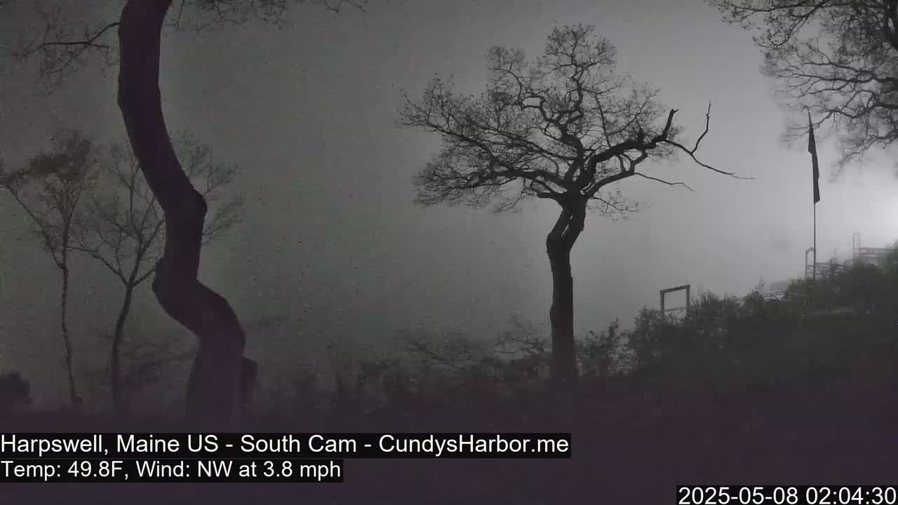 Silhouetted trees stand against a foggy, gray sky under a northwest wind.