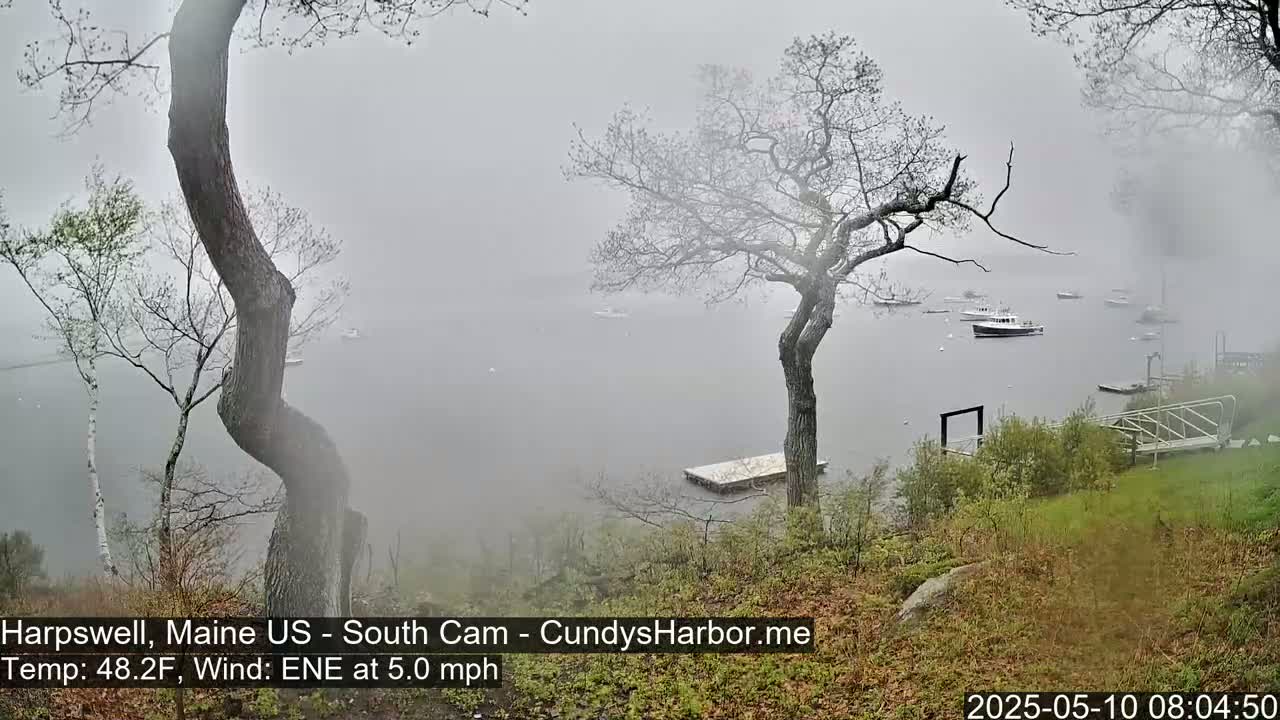 A foggy waterfront scene shows several boats on the water, viewed from a grassy hill overlooking a dock, with bare trees in the foreground.