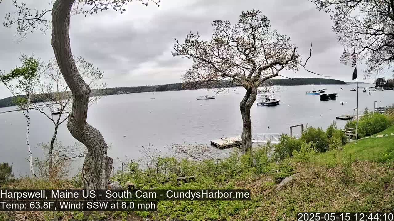 Overlooking a calm bay with several boats, under an overcast sky, two trees frame a view of a grassy shore and a small dock.