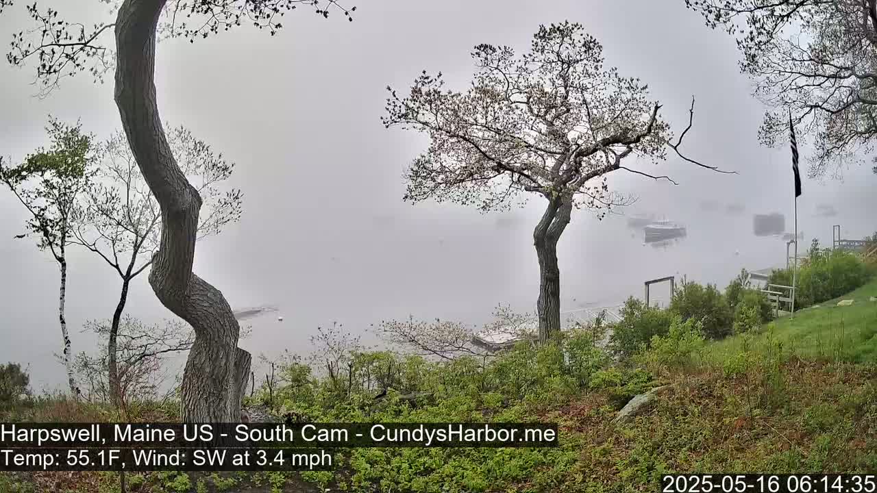 A foggy view of a harbor with several boats, seen from a hillside with trees and green vegetation in the foreground.