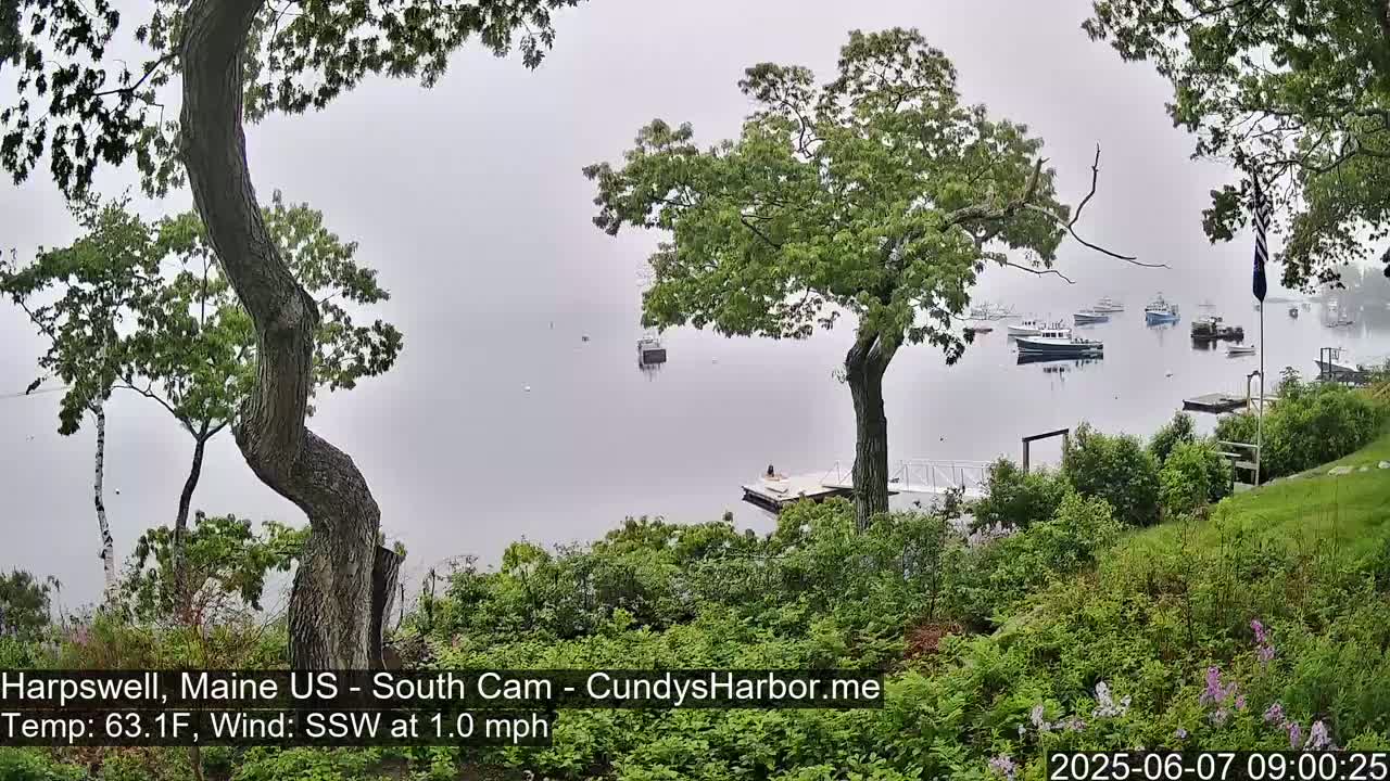 A foggy view of a harbor with several boats, seen from a slightly elevated vantage point amidst lush green vegetation.