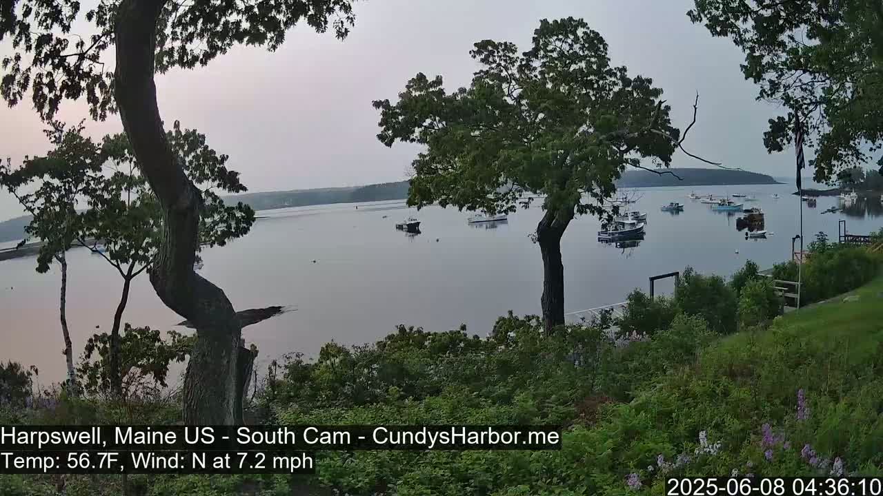 A calm, overcast day reveals a harbor filled with boats viewed from a hillside, partially obscured by trees.