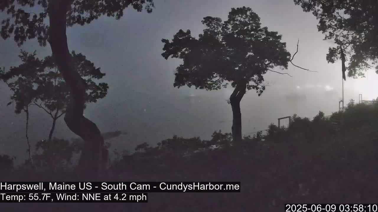 Silhouetted trees stand against a foggy, overcast sky overlooking a hazy body of water.