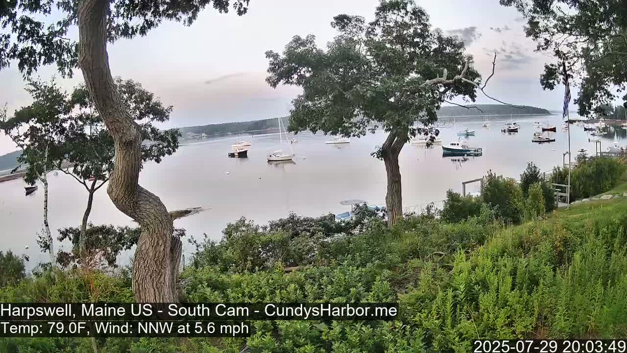 A nighttime view of a calm harbor with numerous boats moored, seen from a slightly elevated vantage point behind trees under a dark, cloudy sky.