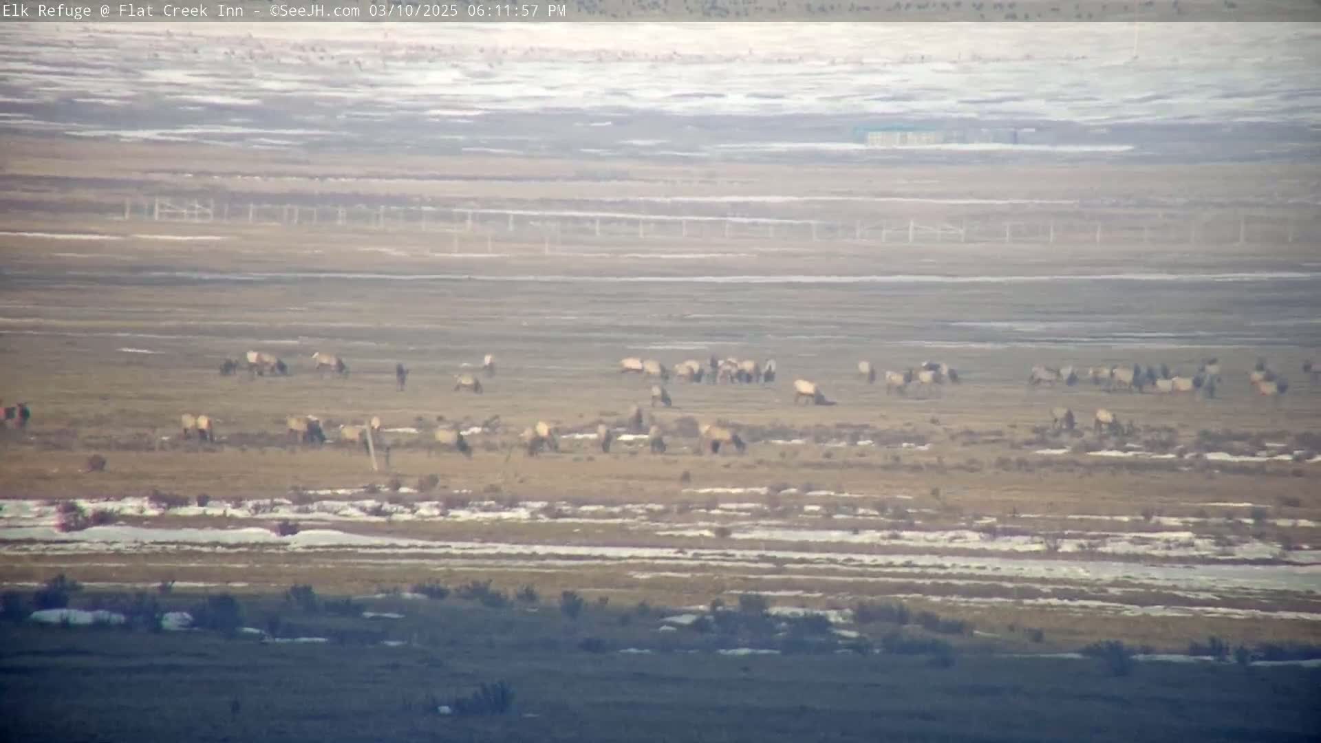 A large herd of elk grazes in a flat, dry field with patches of snow under a hazy sky.