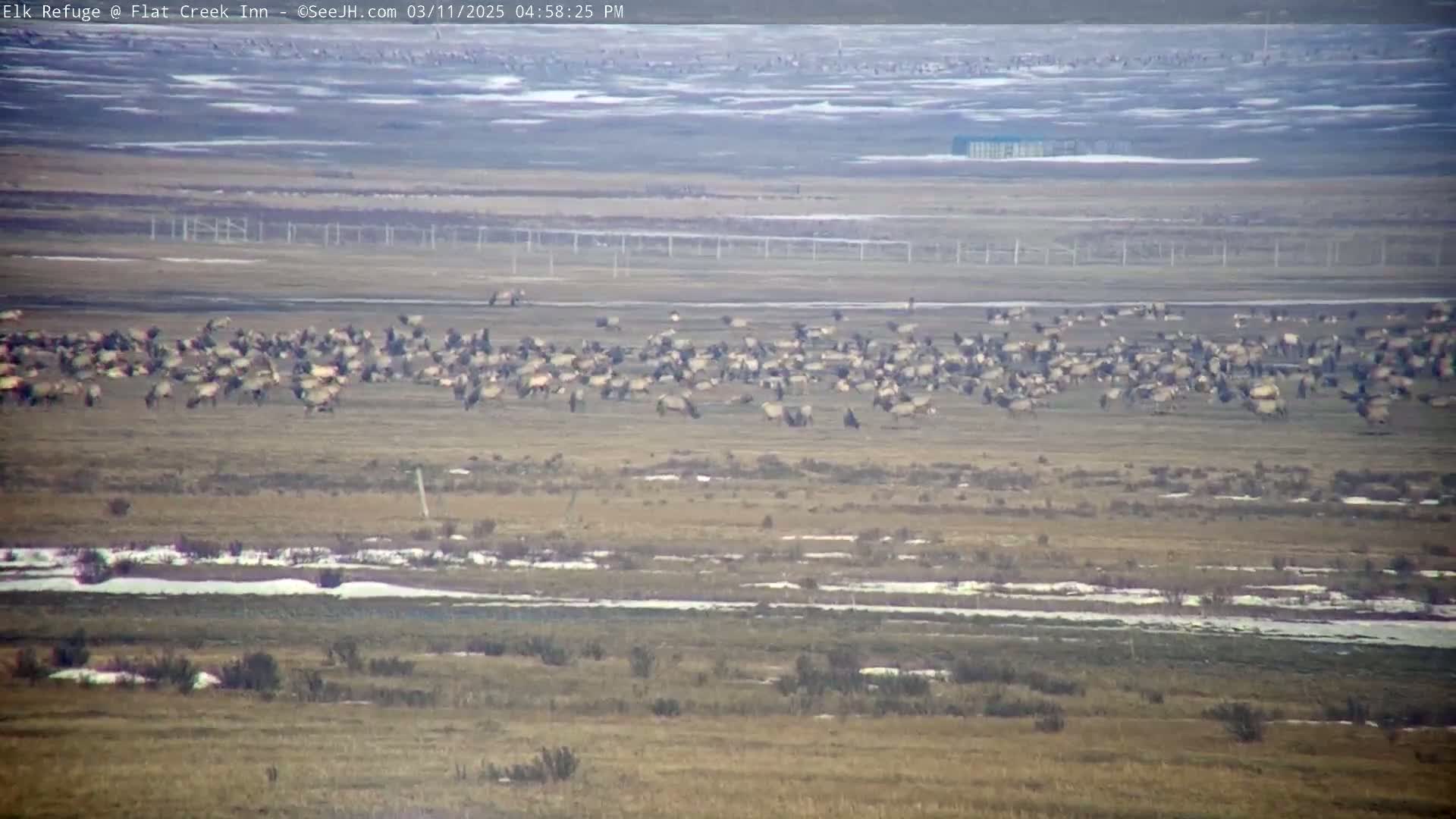 A large herd of elk grazes on a flat, dry plain with patches of snow and ice under a clear sky.