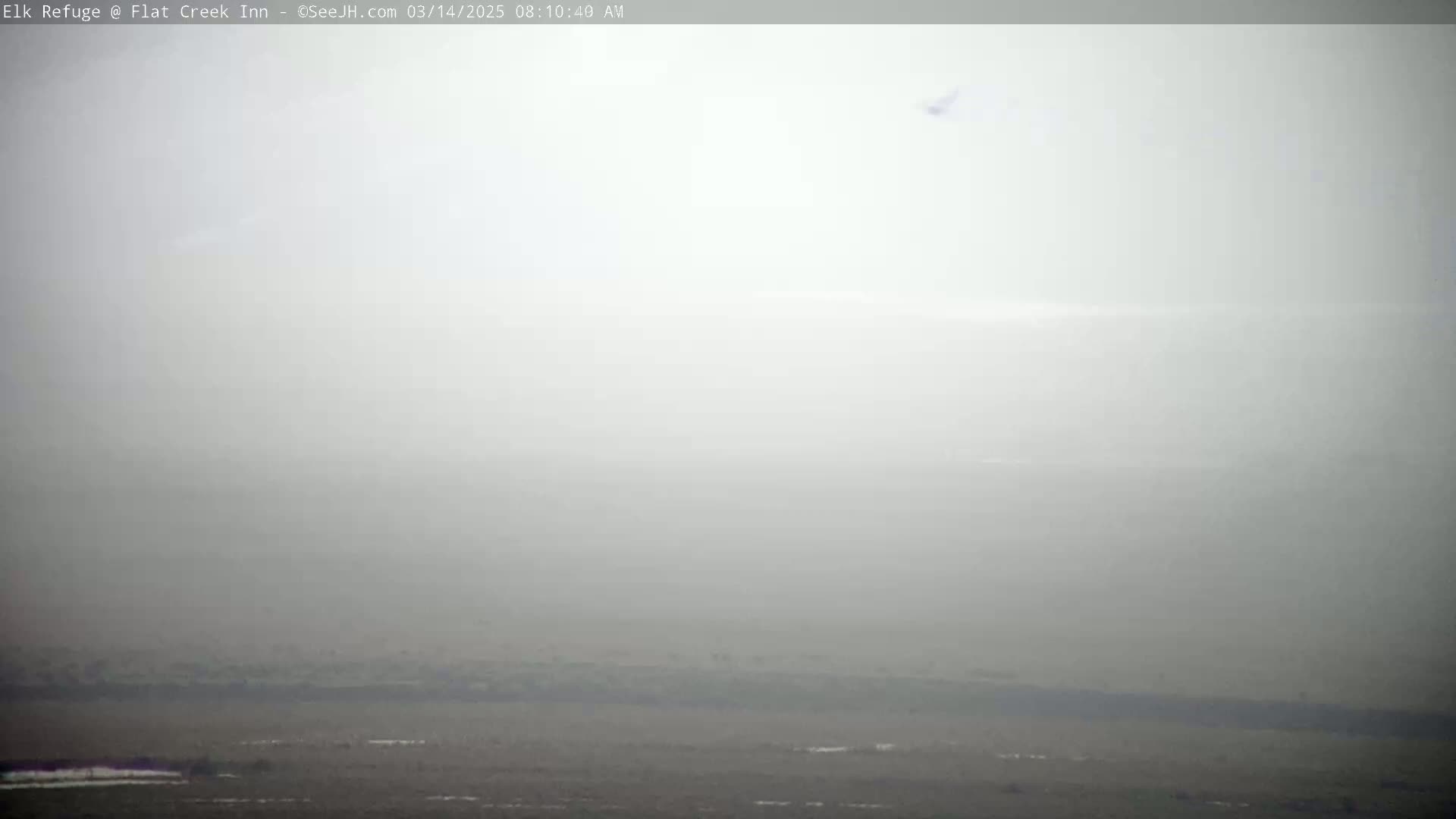 A hazy, foggy landscape is visible, with a small bird possibly in flight.