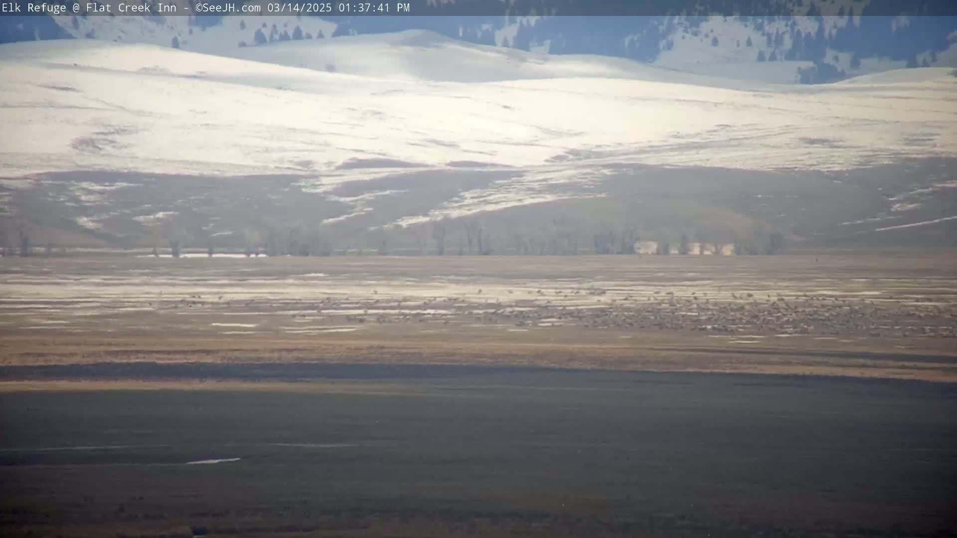 A large flock of birds is gathered in a flat, snow-dusted field, with snow-covered hills in the background under a hazy sky.