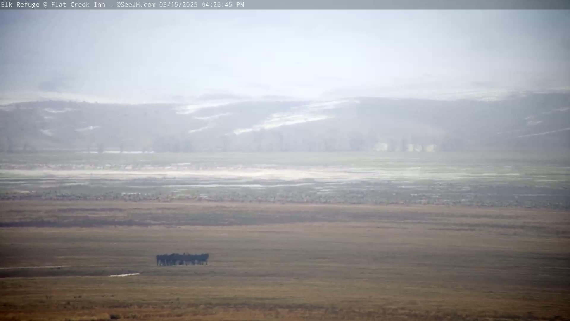 A large herd of elk is visible in a hazy, flat landscape with distant, snow-dusted hills under an overcast sky.