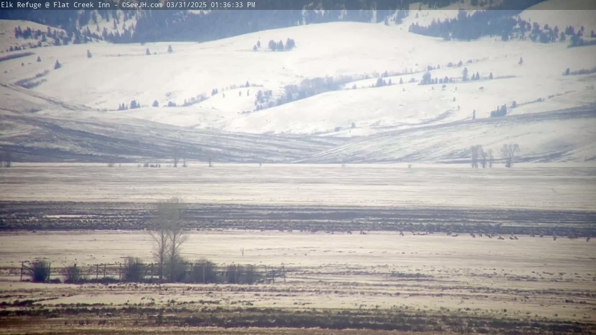 A herd of animals grazes on a snow-dusted flatland beneath snow-covered rolling hills on a hazy day.