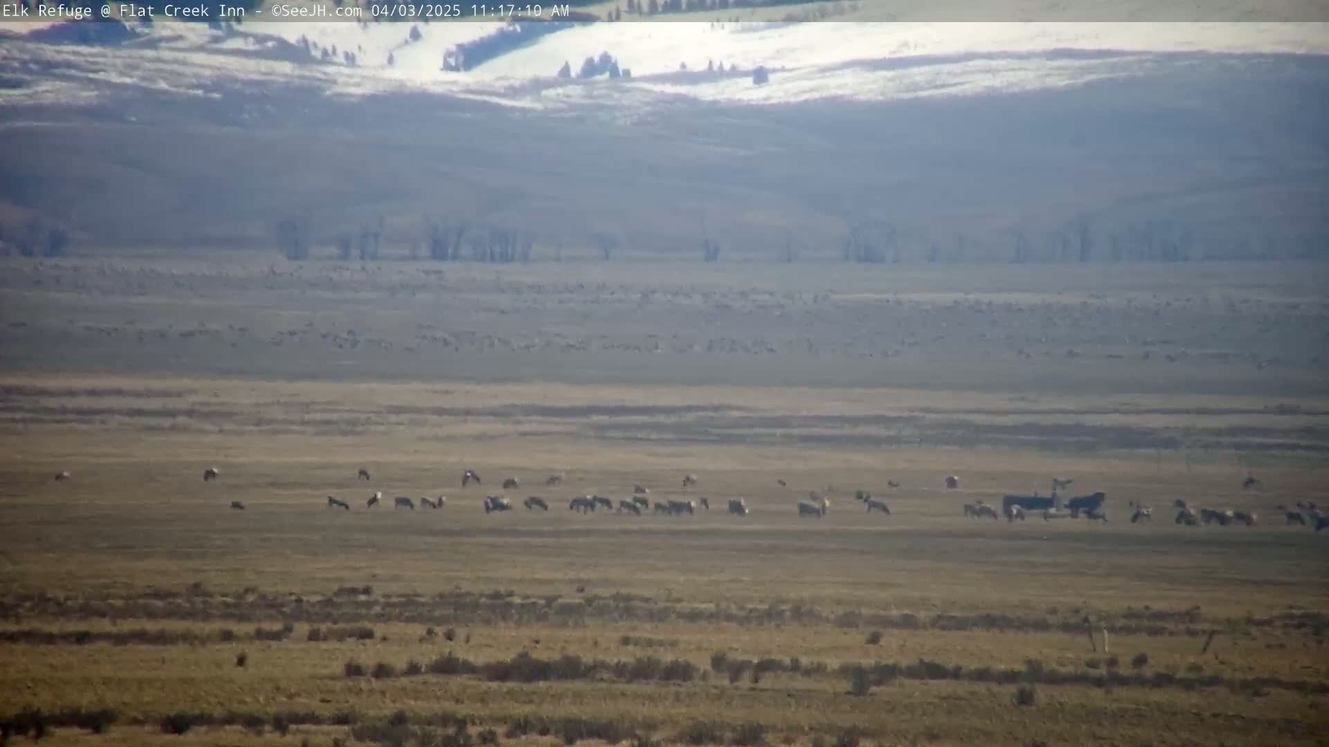 A herd of animals grazes on a flat, dry plain under a hazy, sunny sky with distant hills in the background.
