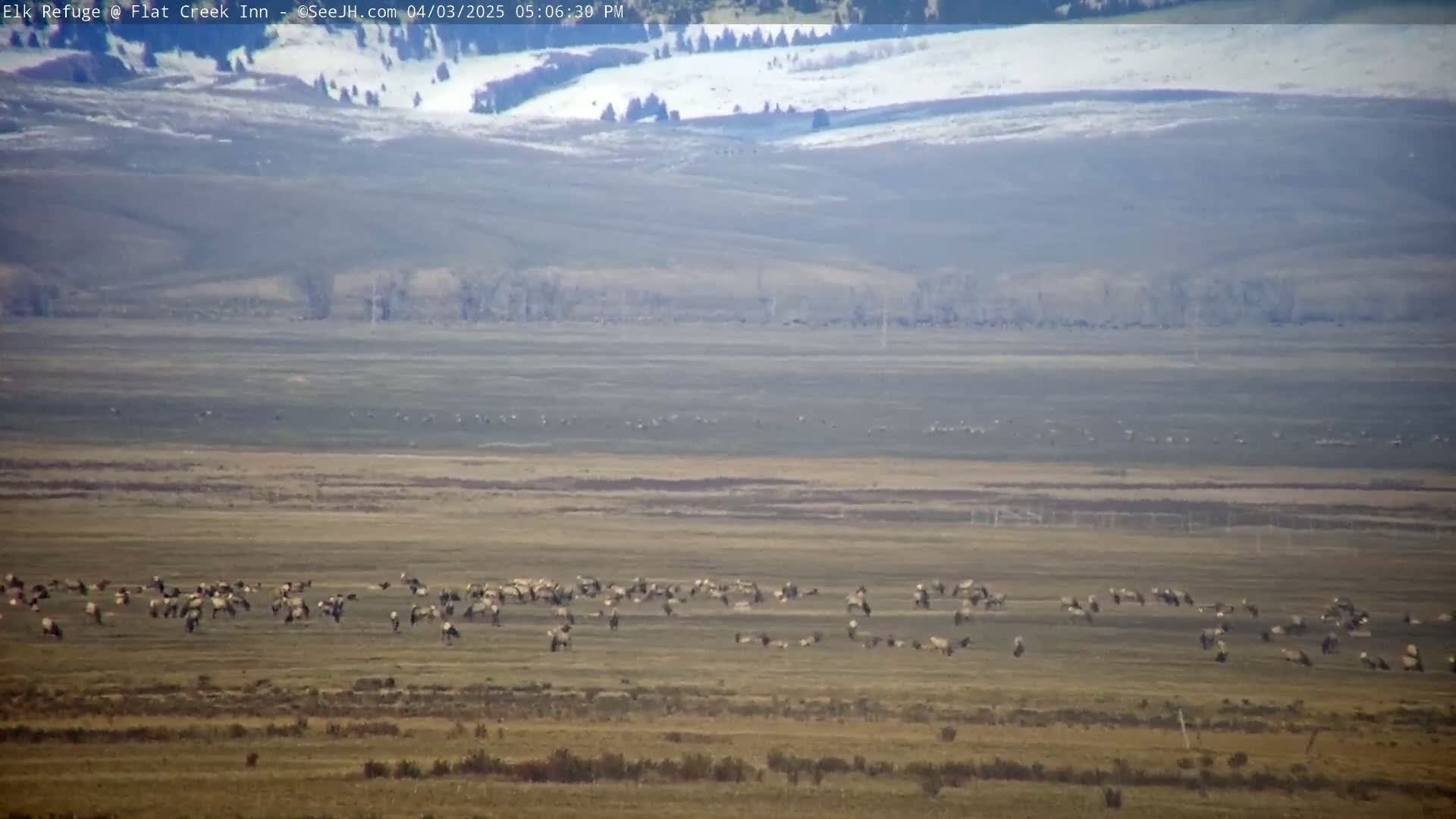 A large herd of elk grazes in a vast, flat field under a hazy sky, with snow-capped hills visible in the distance.