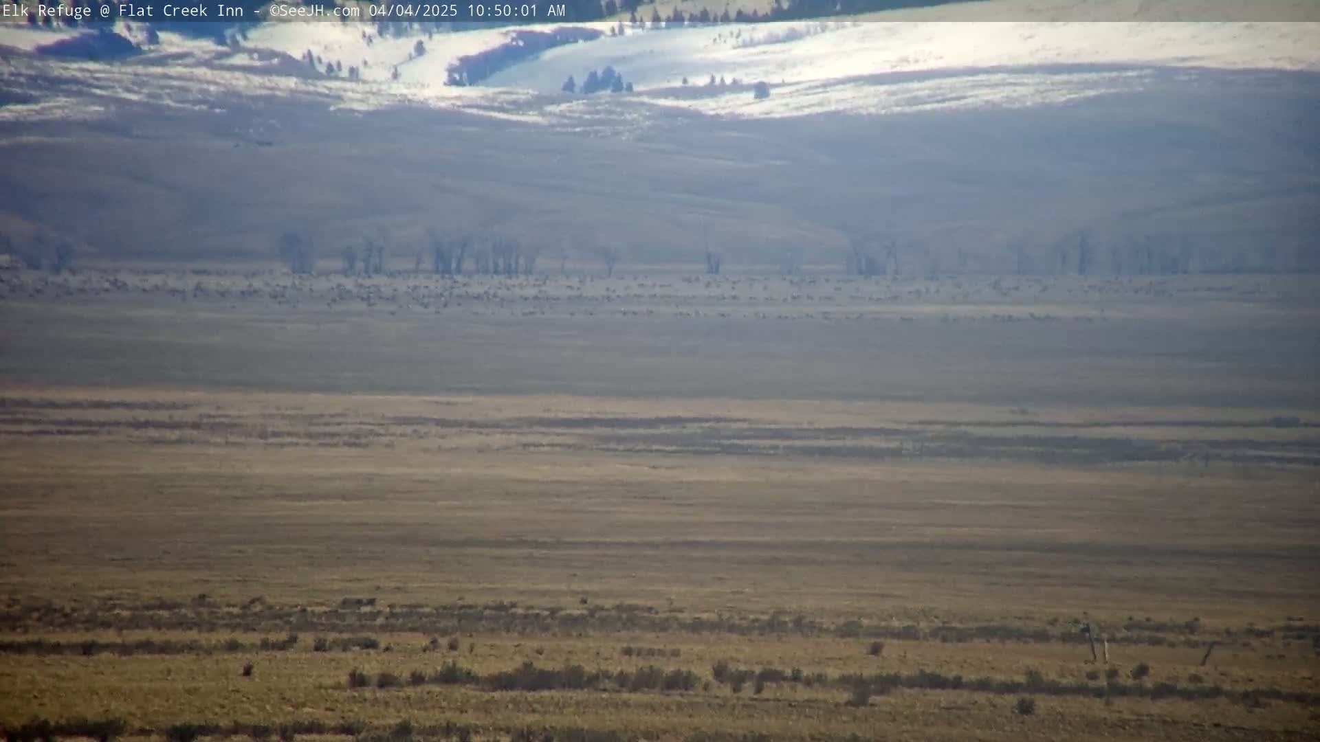 A large herd of elk grazes on a flat, dry plain under a hazy, sunny sky with snow-capped mountains in the distance.