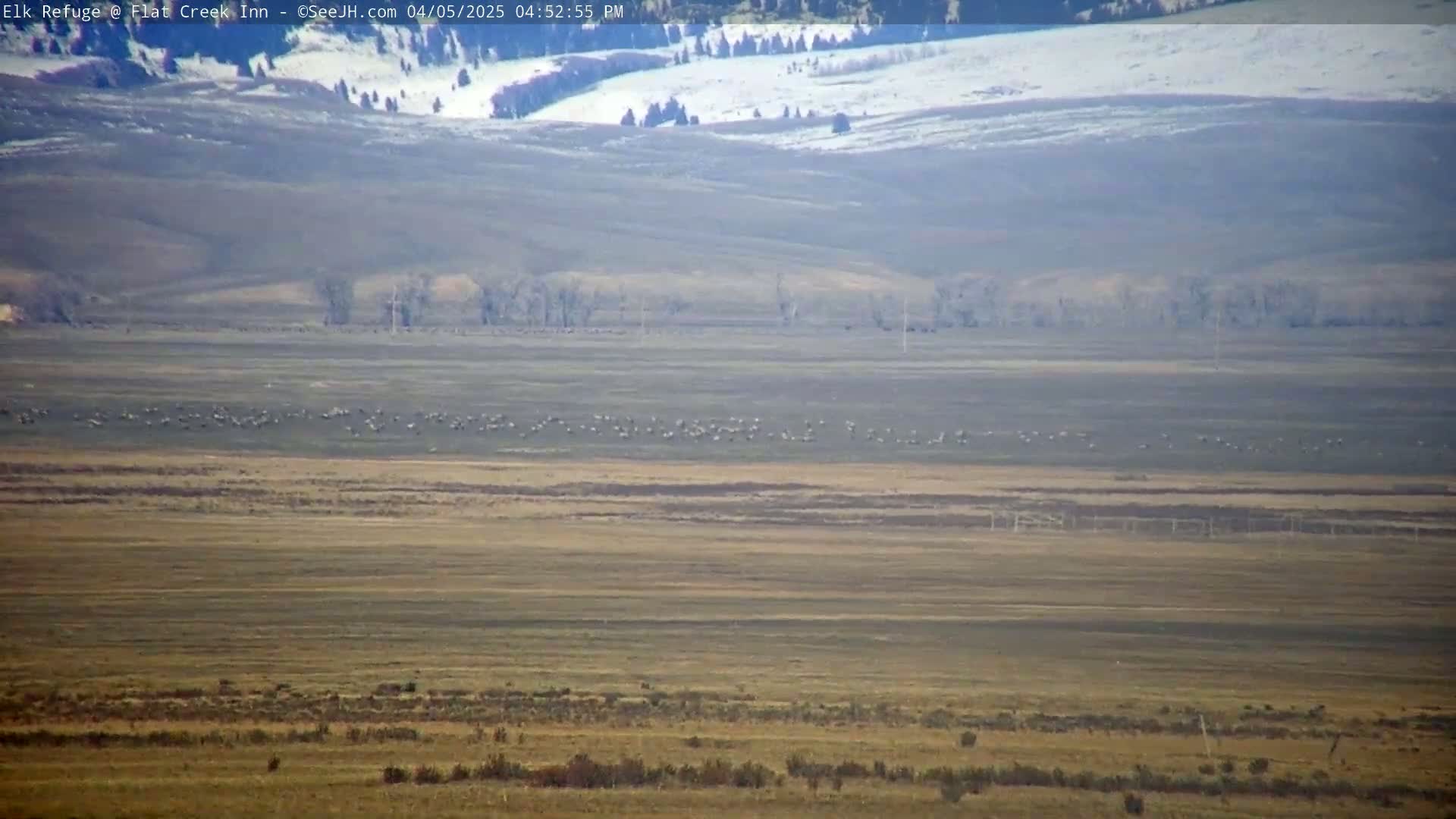 A large herd of animals grazes on a flat, dry plain under a clear sky, with snow-covered hills visible in the distance.